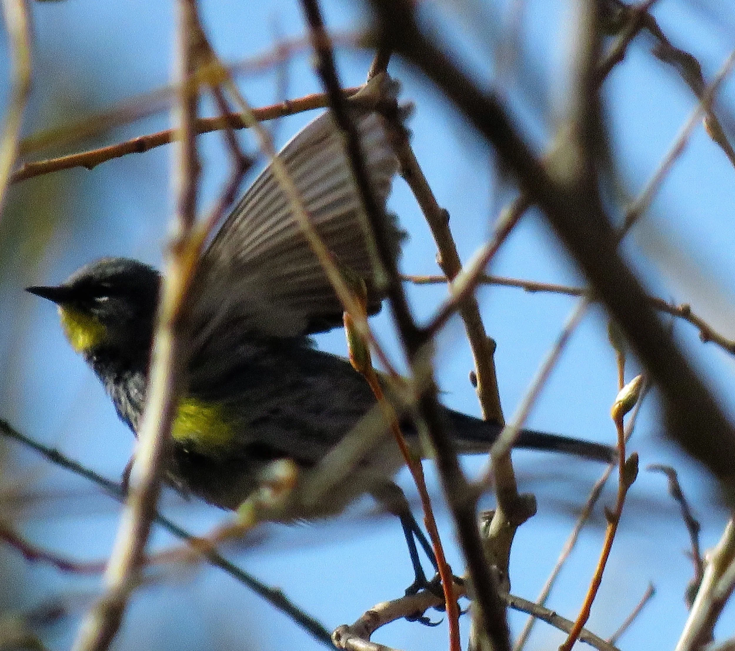 The Use of the term “Jizz” in Birding