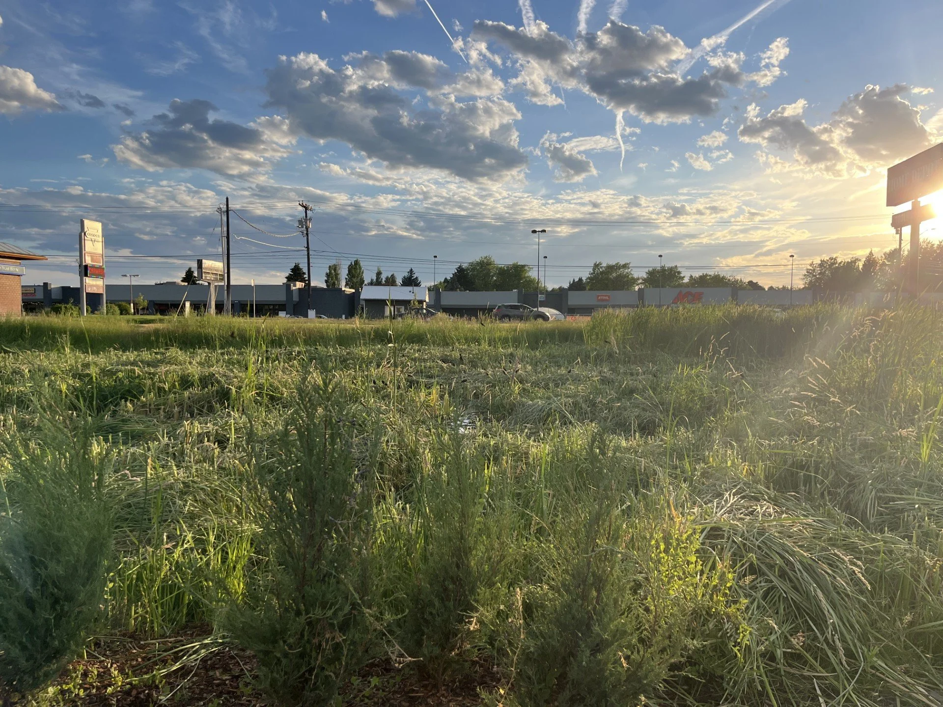 Cattails, City Officials, a misunderstanding and Home Depot... the future might be bright?