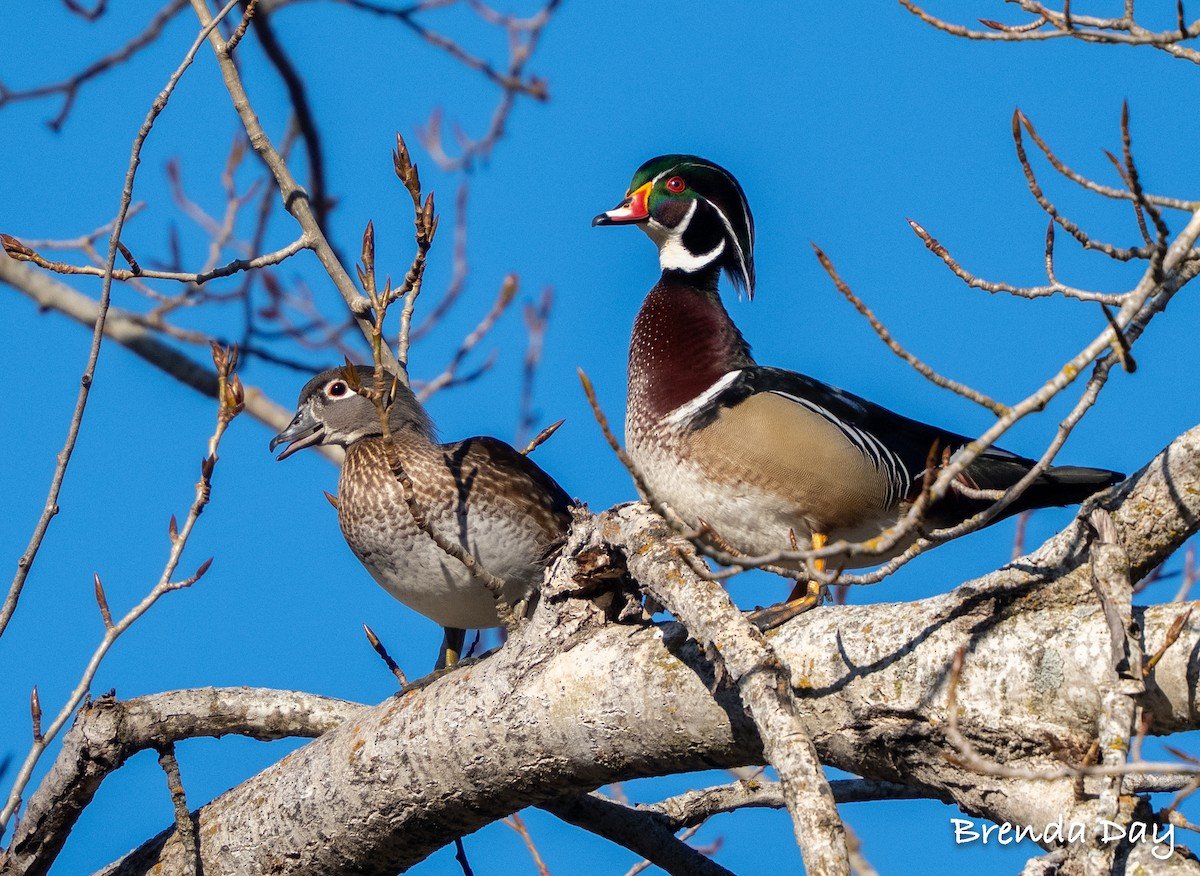 eBird Sightings, Mar 2026