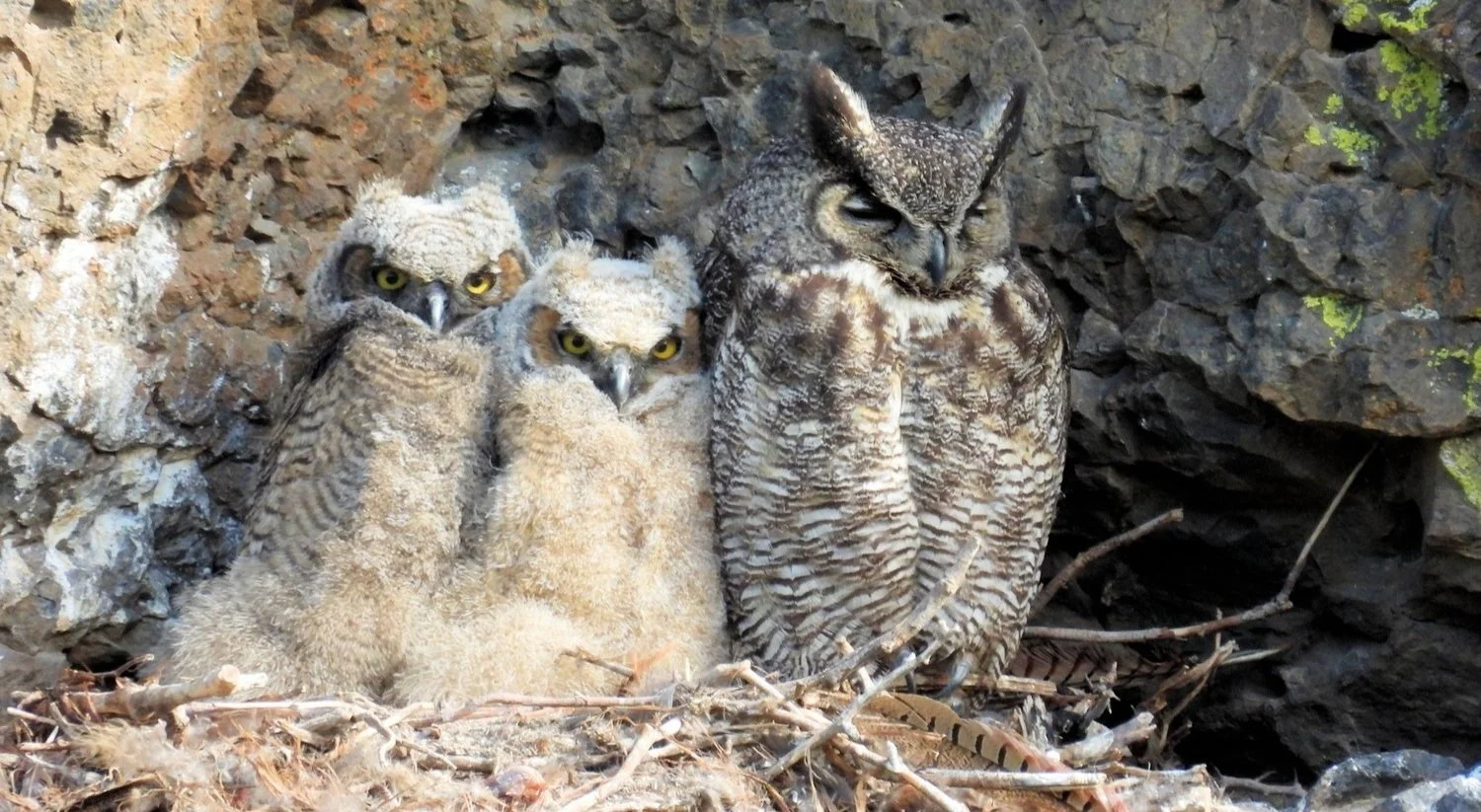 Family Field Trip: Think Like a Bird - A Habitat Nature Walk For All Ages