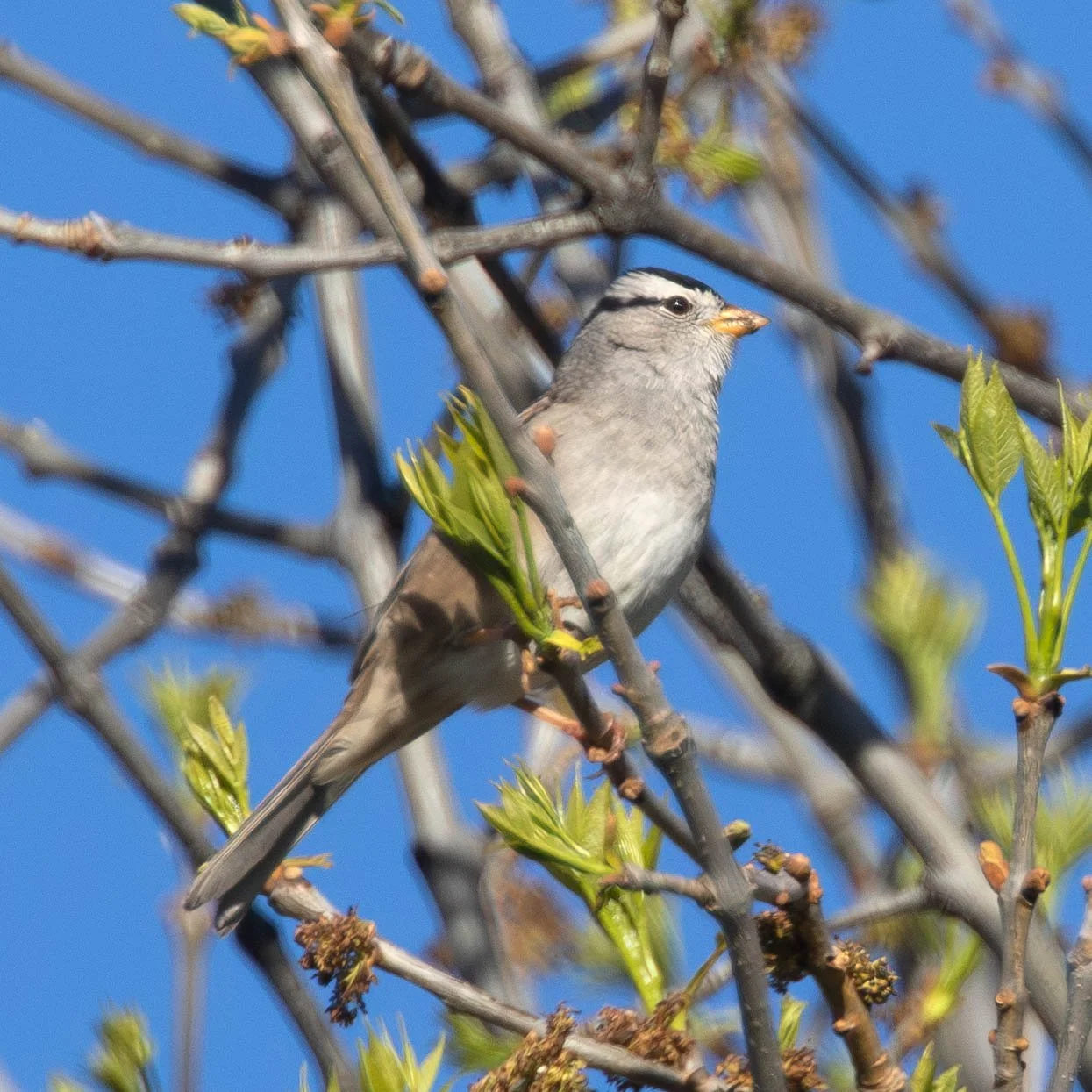 White-crowned Sparrow