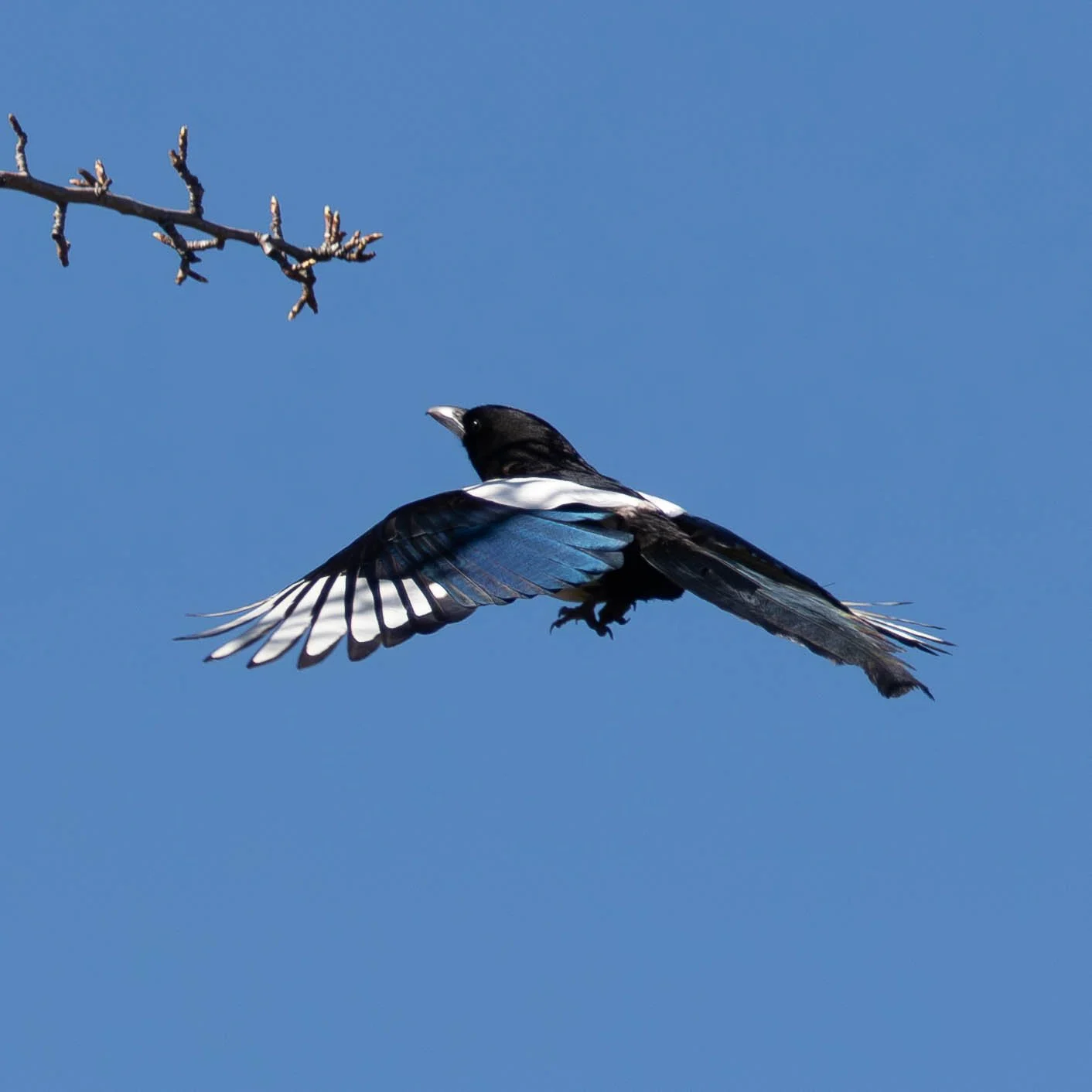 April Birds in My Yard