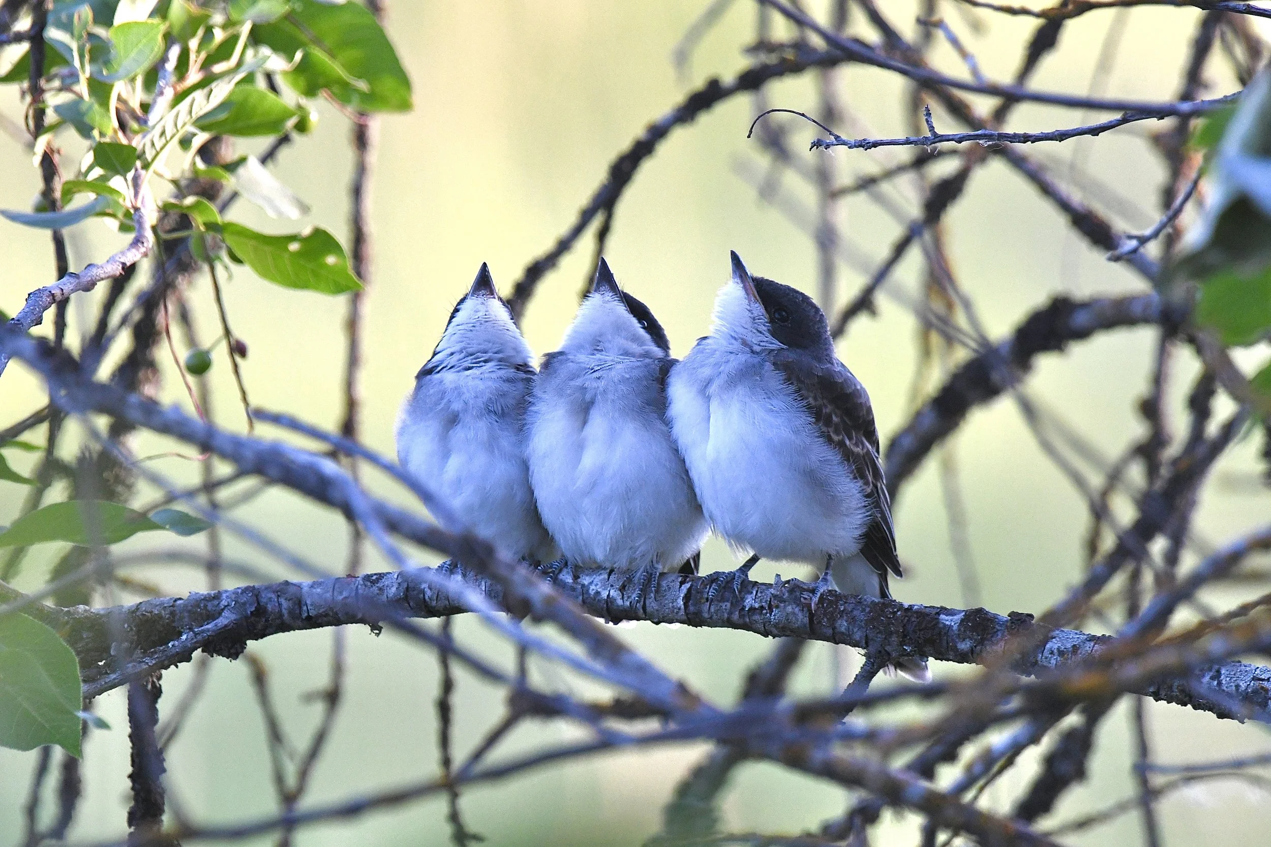 Eastern Kingbird Chicks by Rich Zywick
