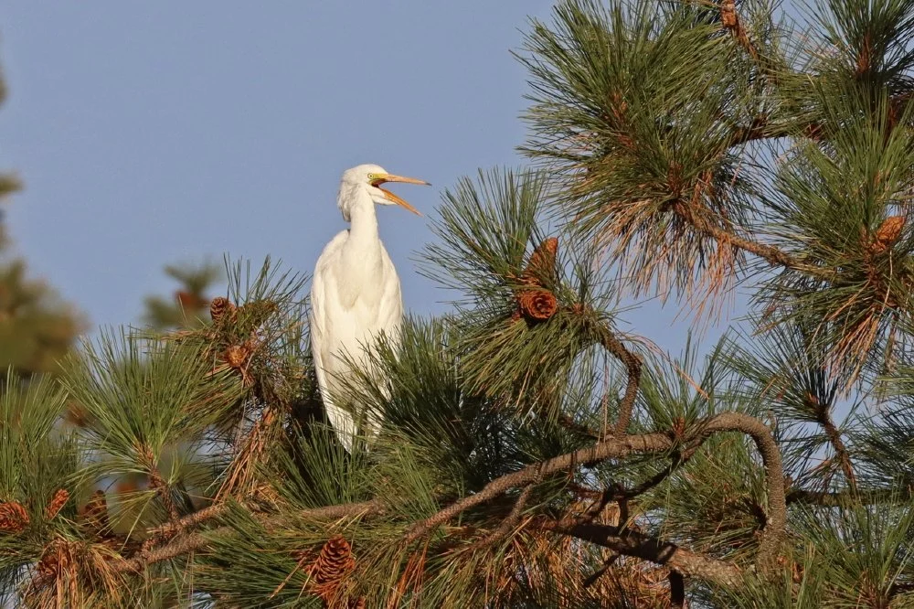 7 Great Egret calling_7_1.jpg