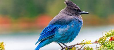 'Birdbrain' Benefits