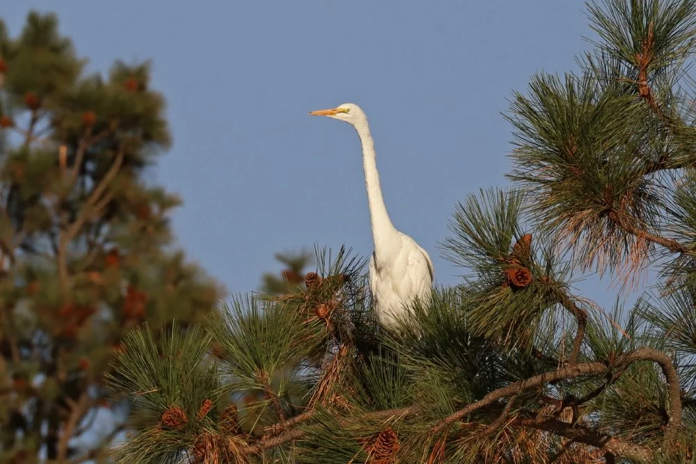 8 long neck_8_1.jpg