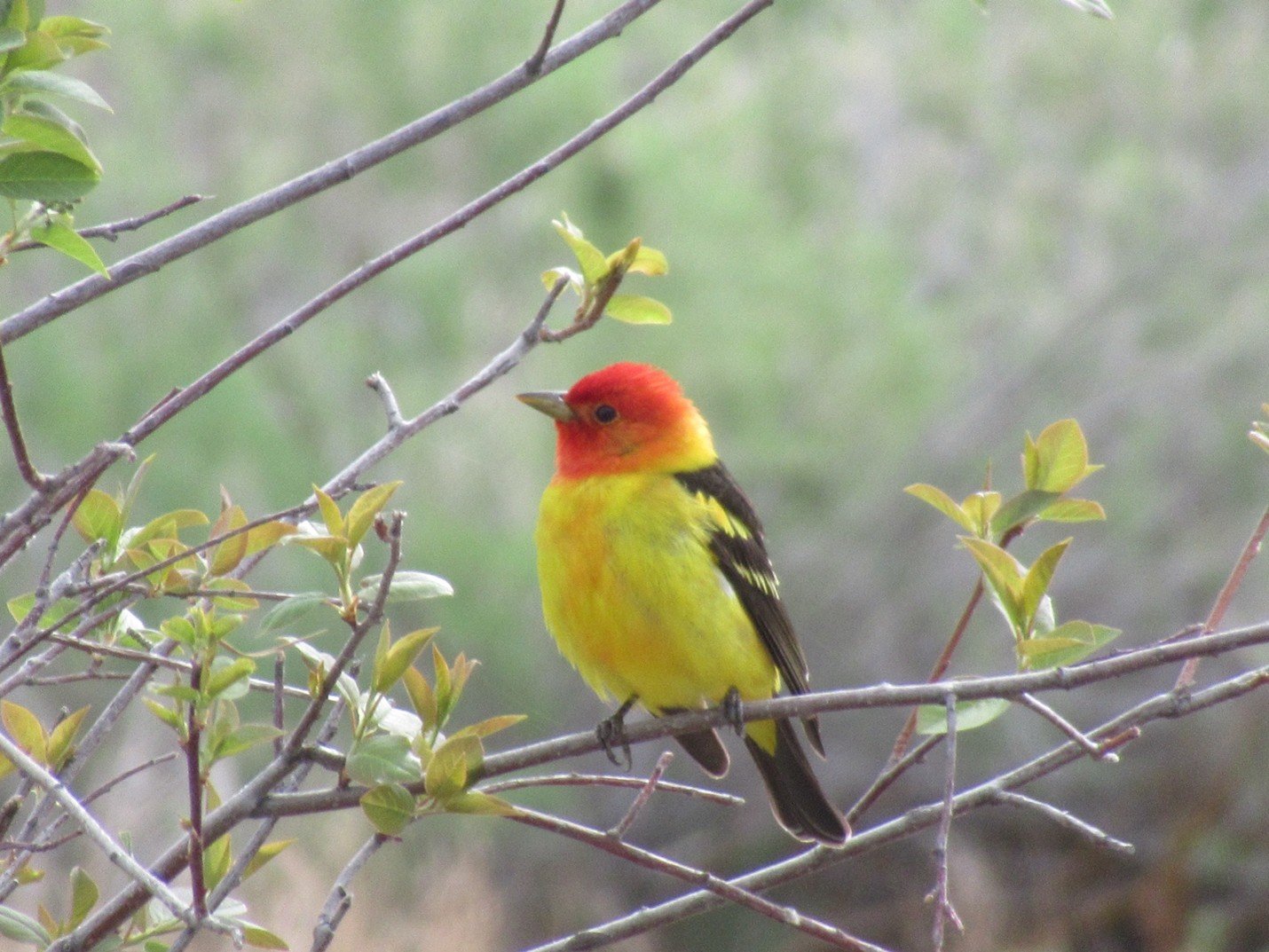 Malheur National Wildlife Refuge Field Trip