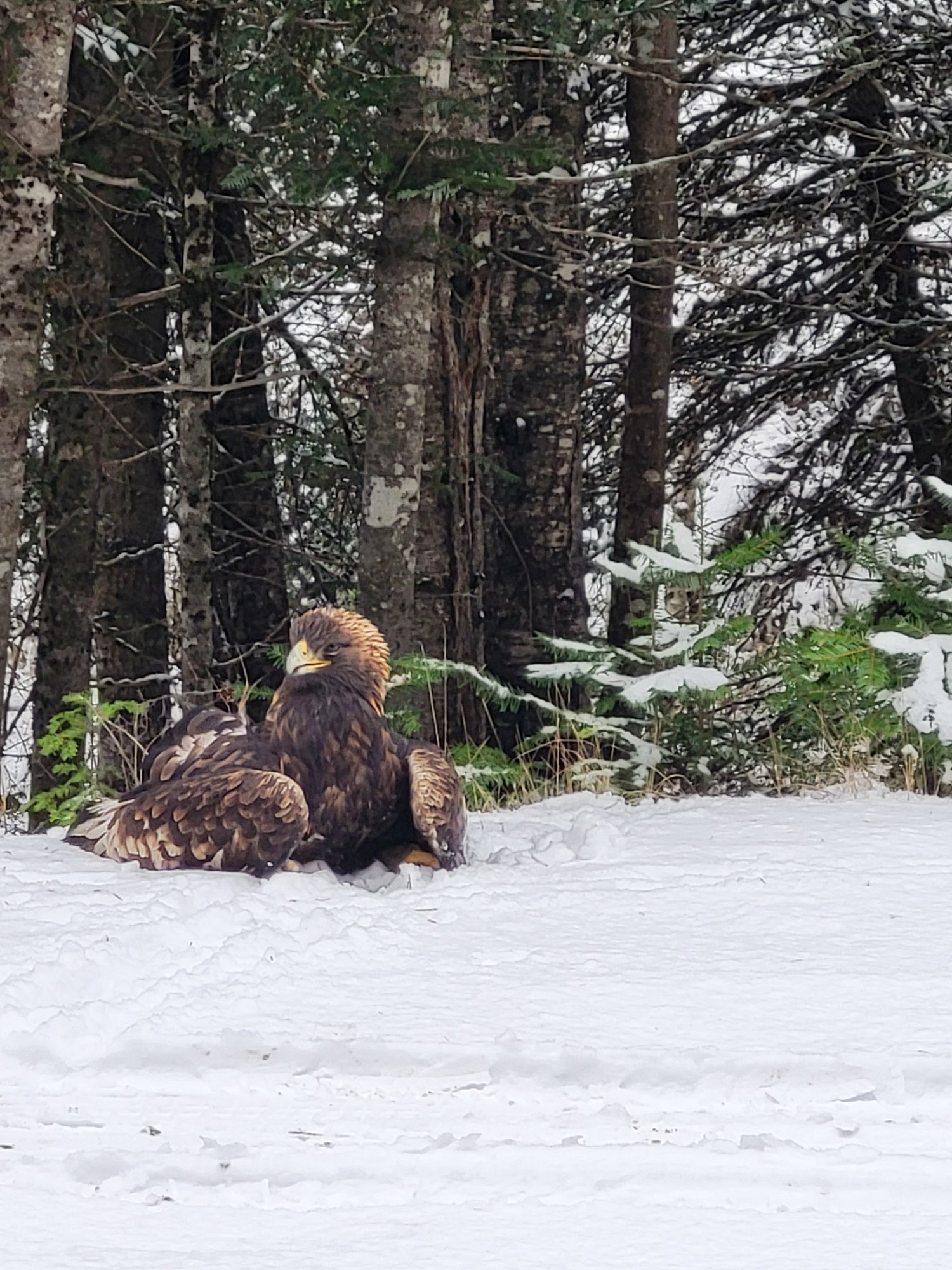 2025 Report from the Save-A-Bird Team