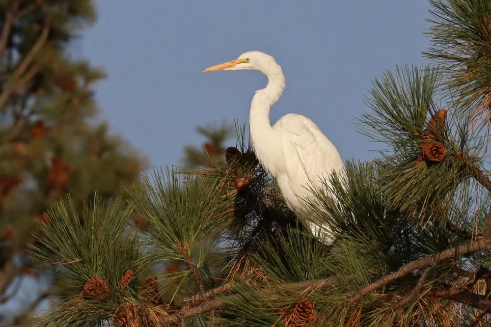 9 3rd Great Egret in tree_9_1.jpg