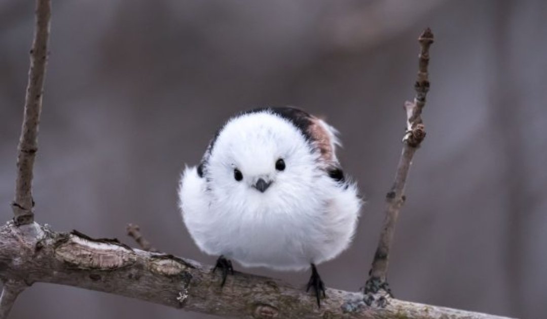 Flying Friends and Glass Door Danger
