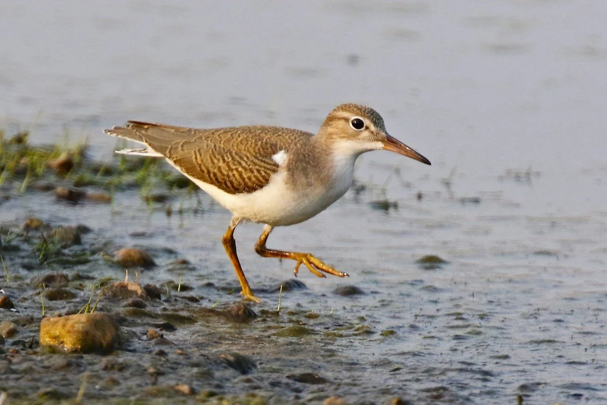 eBird Sightings, Aug 2026