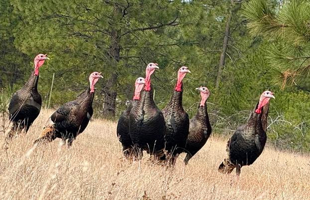 A Delightful Day with the Gawkers