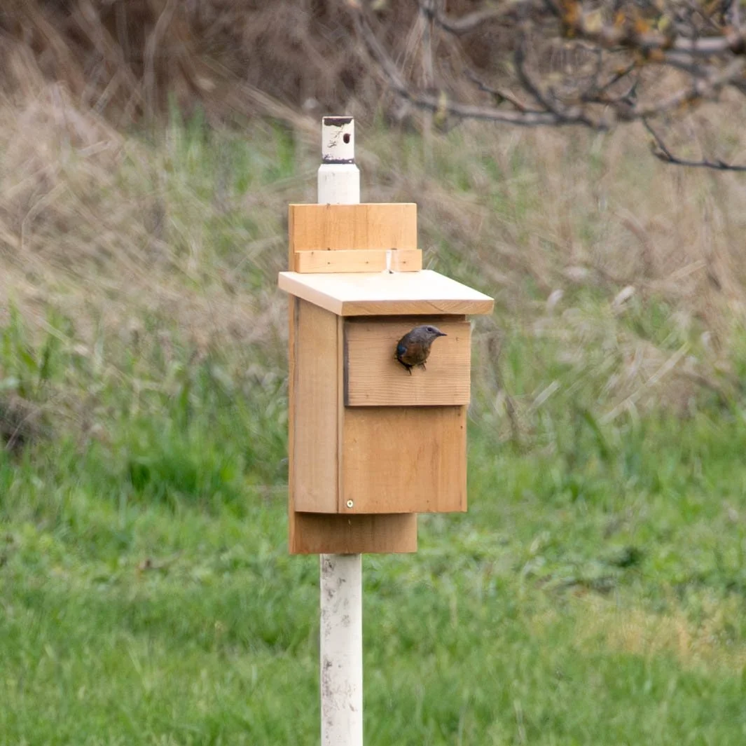 Western Bluebird