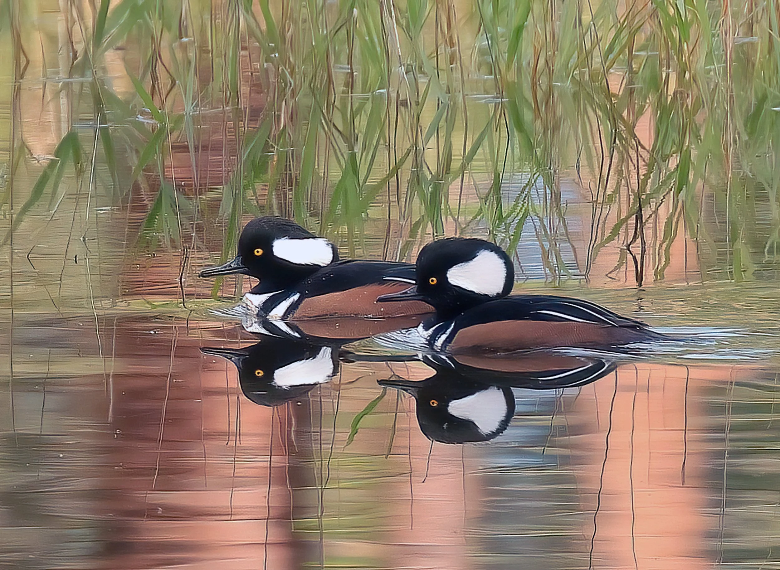 Hooded Mergansers  Copyrighted by Dave Kreft.jpg