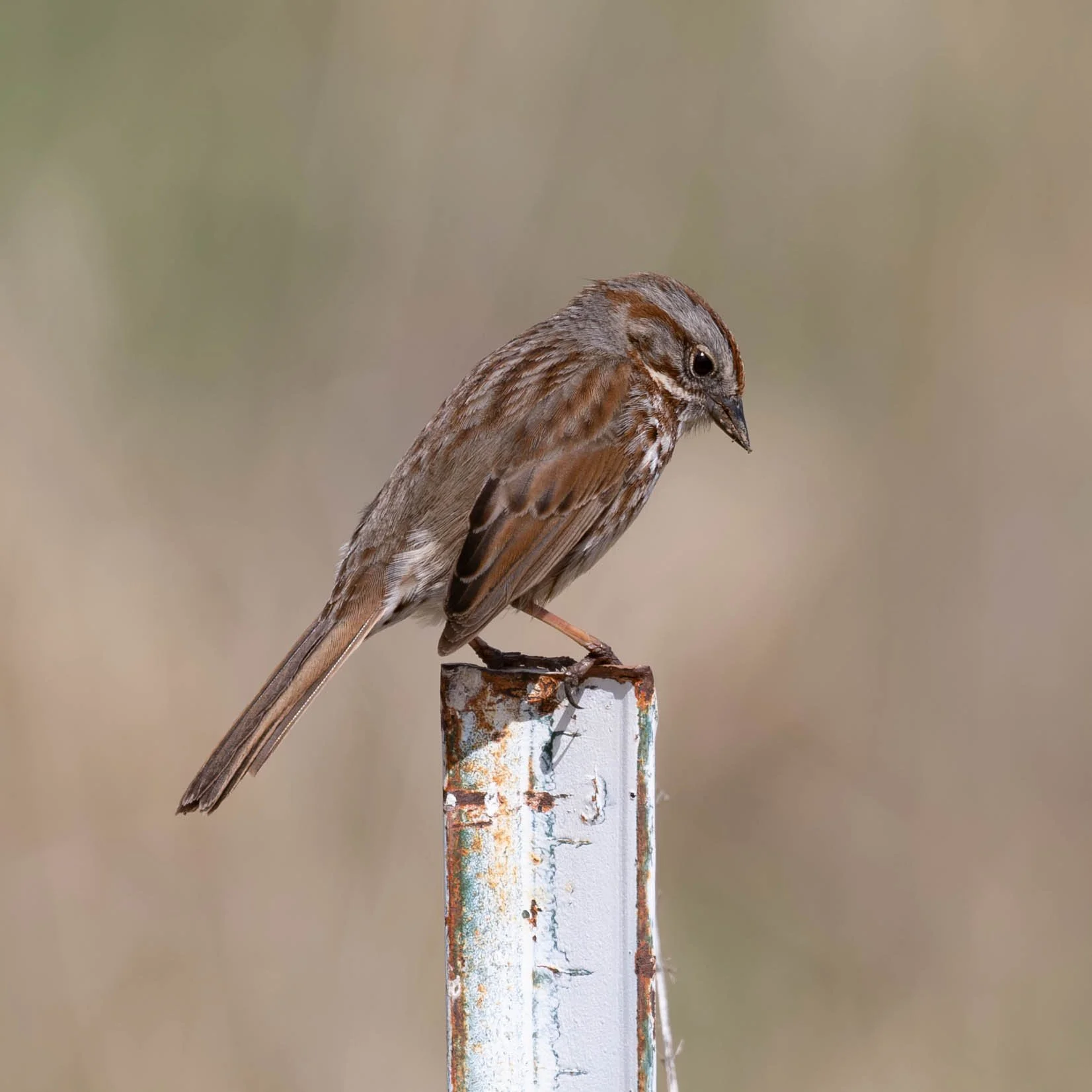 Song Sparrow