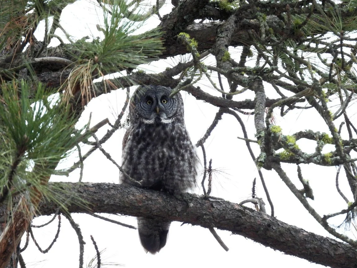 Turnbull NWR Great Gray Owl Update
