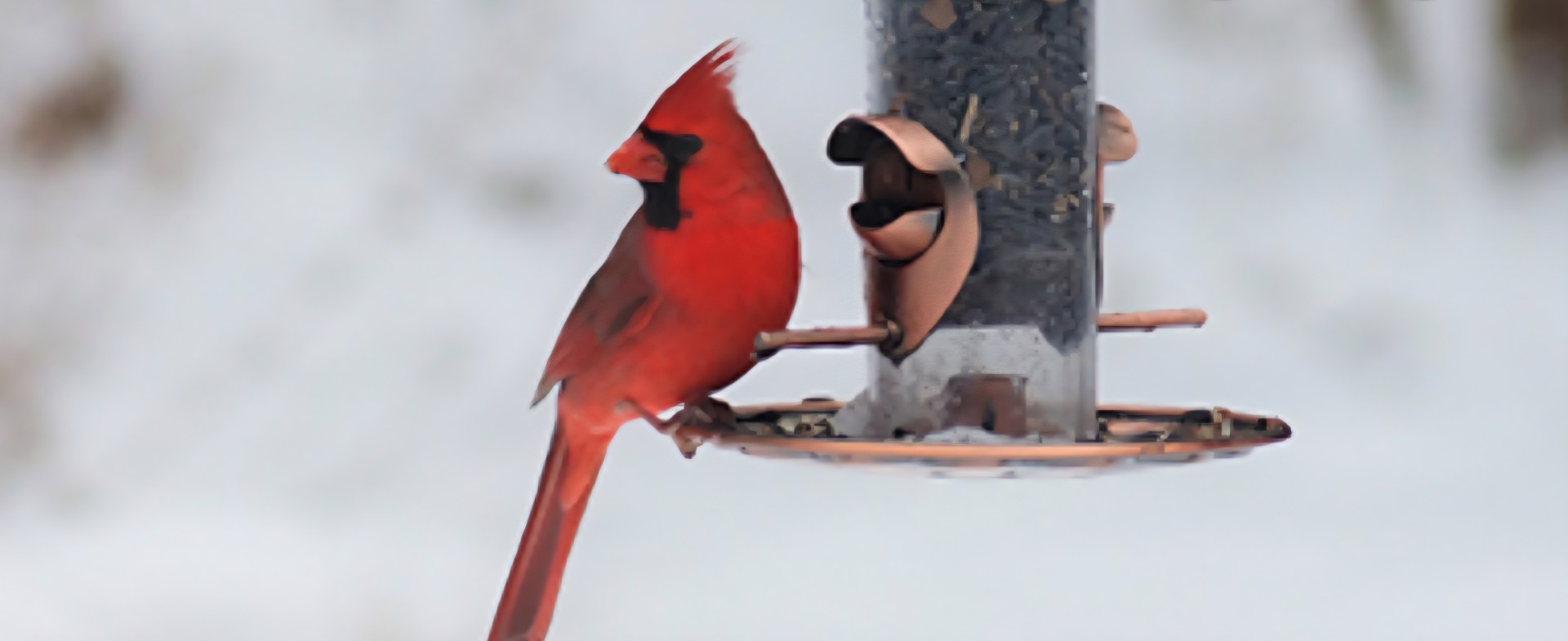 Helping Our Flying Friends in the Winter