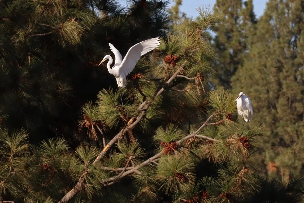 6 Great Egrets in tree_6_1.jpg