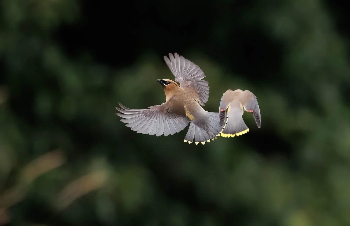 eBird Sightings, Jun 2026