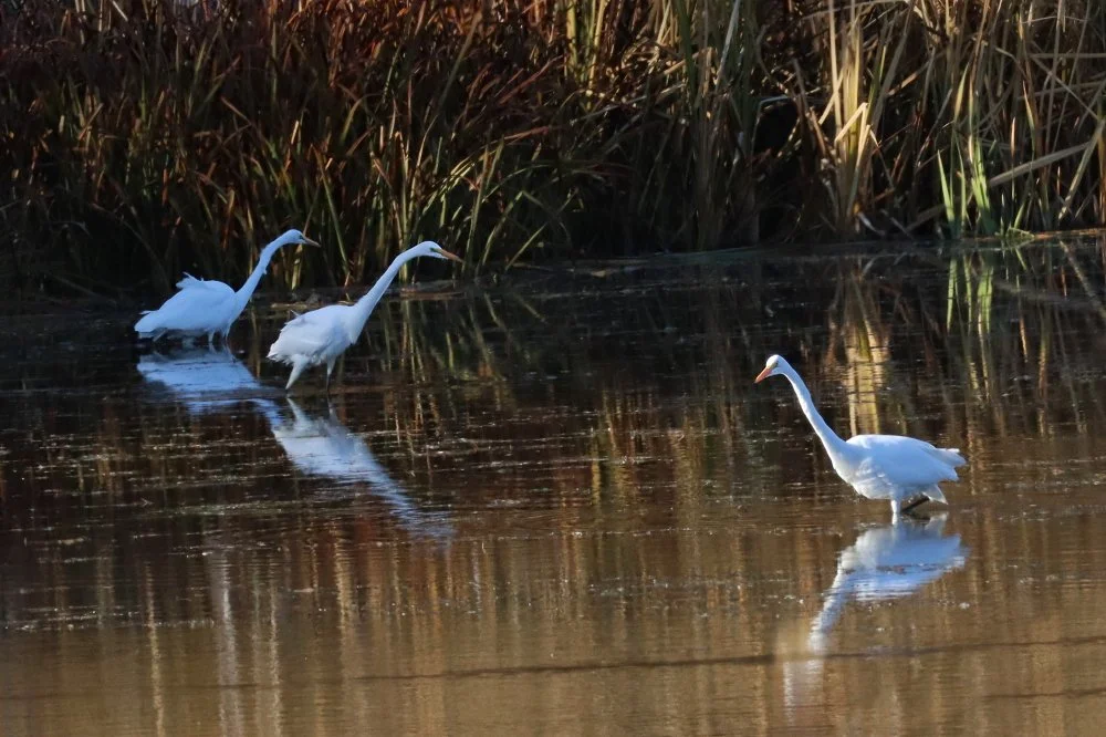 4 three Great Egrets on Middle Pine_4_1.jpg