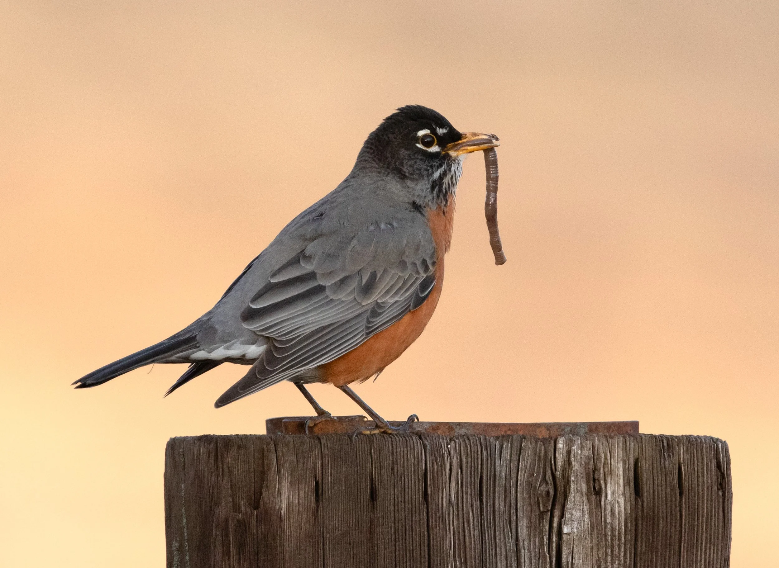 American Robin by Erik Shelley
