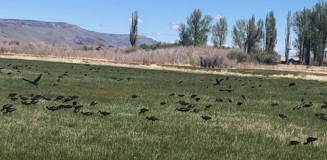 Malheur National Wildlife Refuge Birding Get-Away
