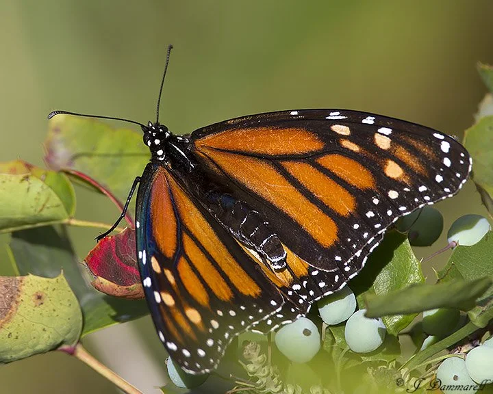 Update on Monarch Butterfly Conservation