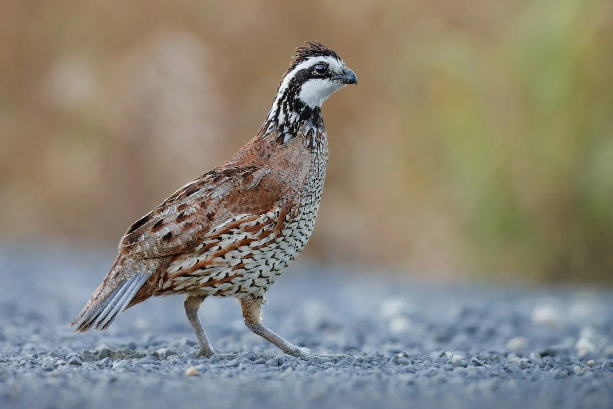 eBird Sightings, Jul 2026