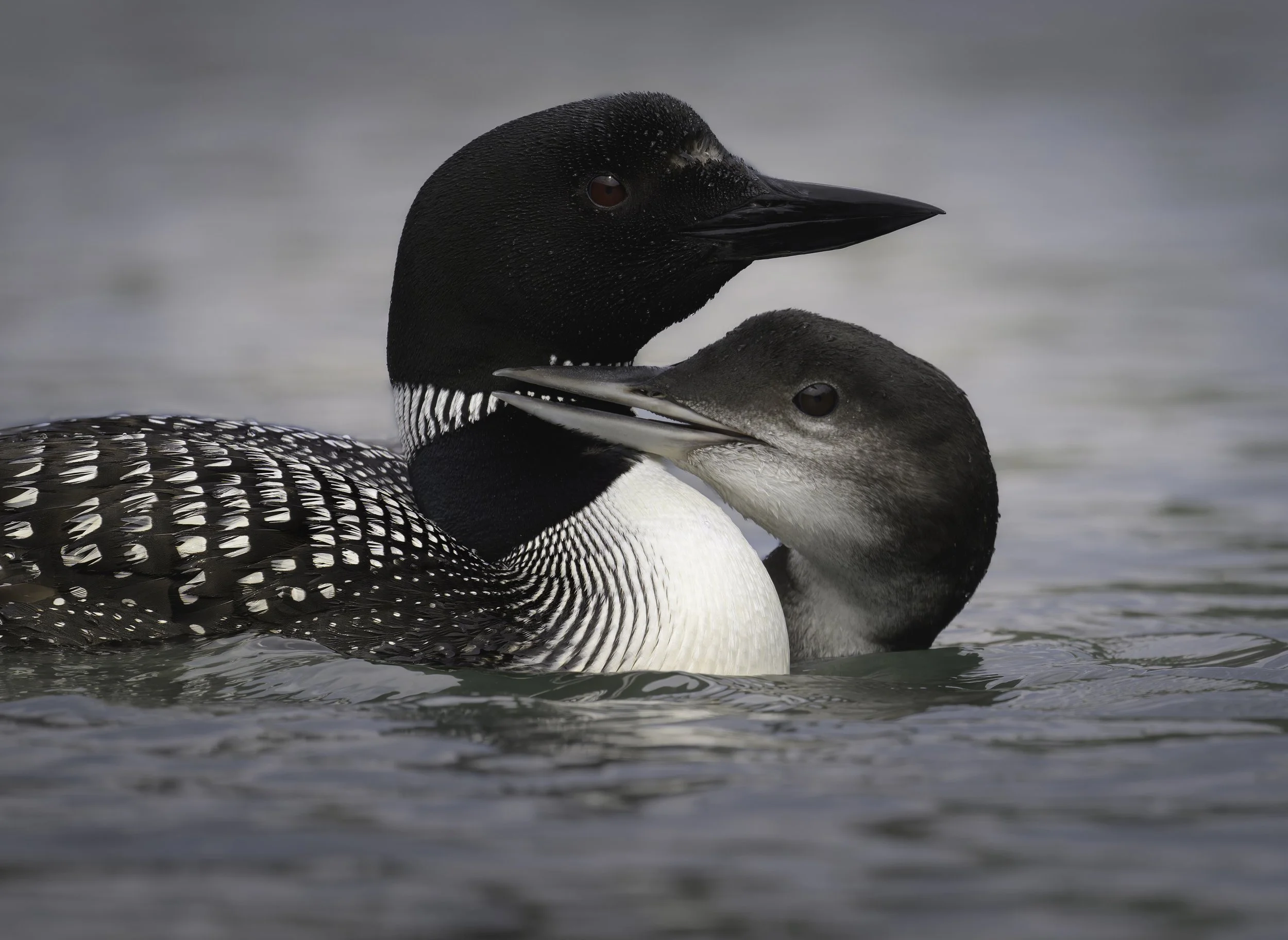 Common Loon by Karen Edwards