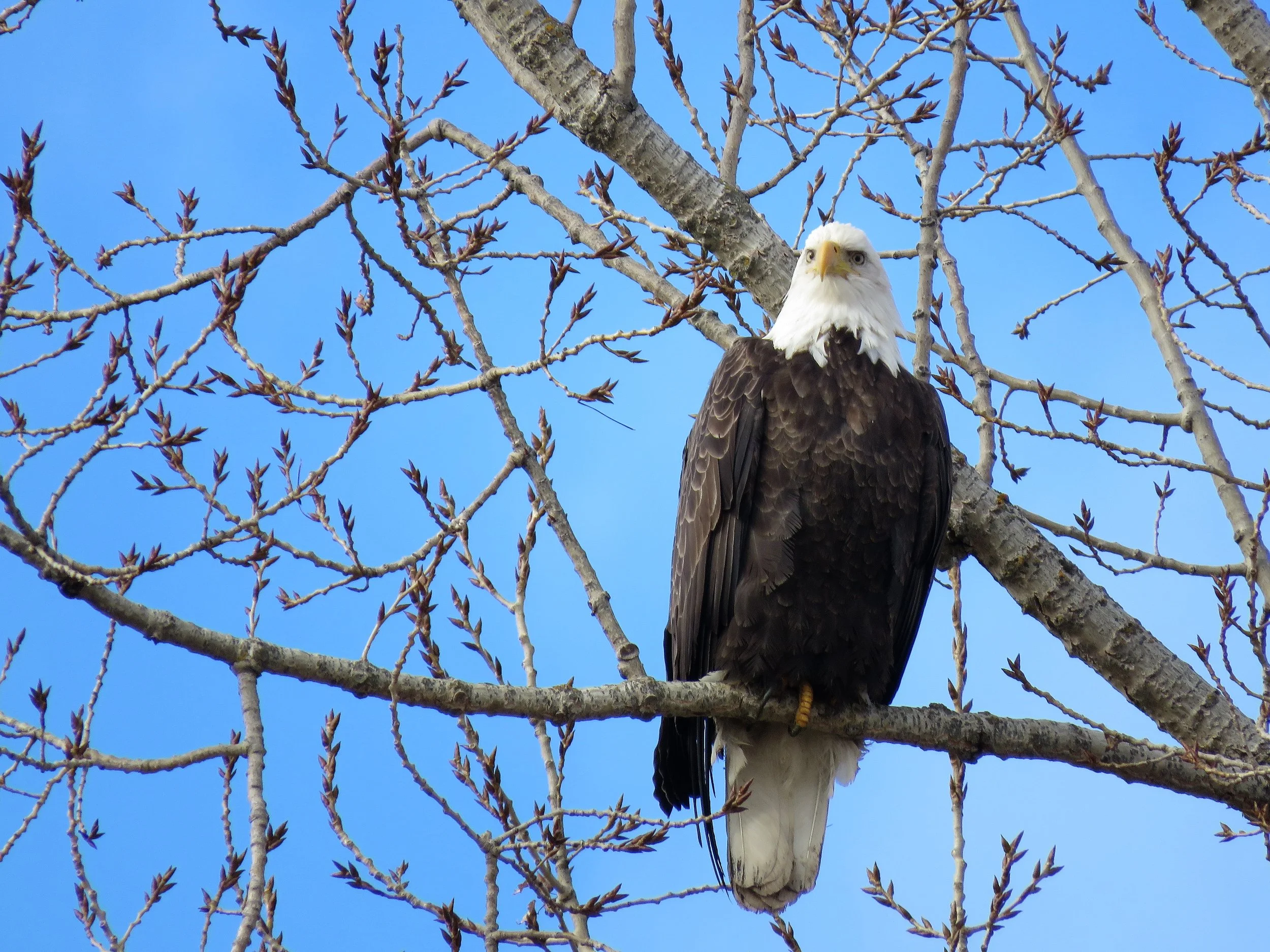 Winter Raptor Surveys 