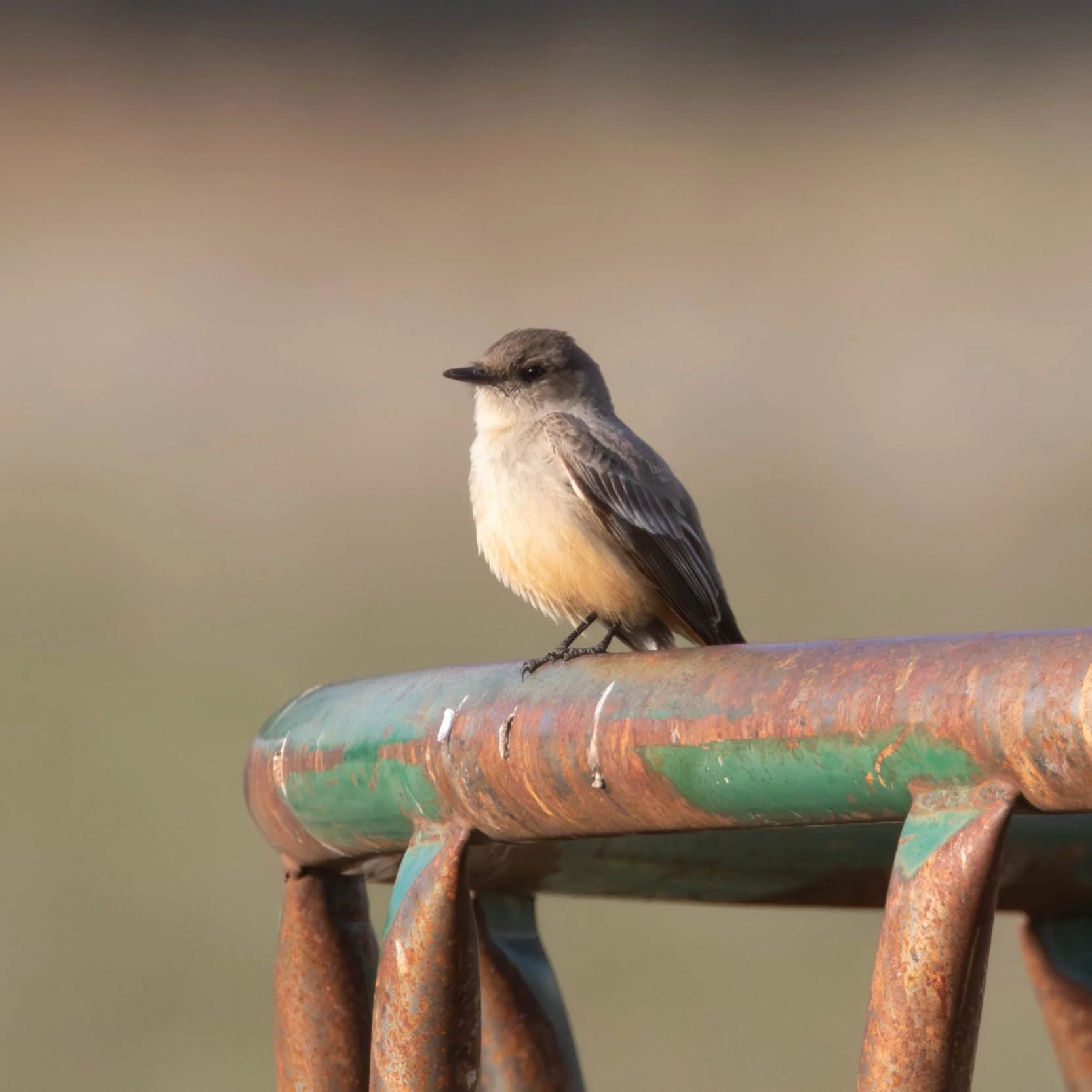 Say's Phoebe