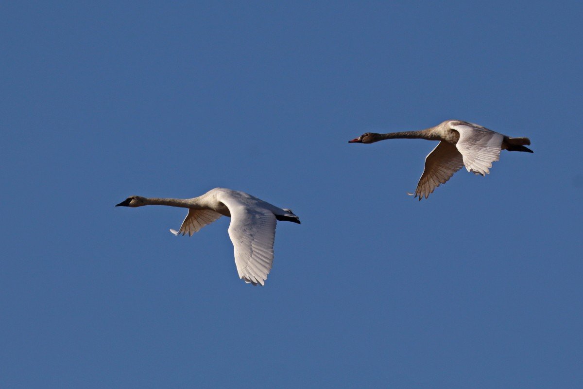Swan Families at Turnbull N.W.R.