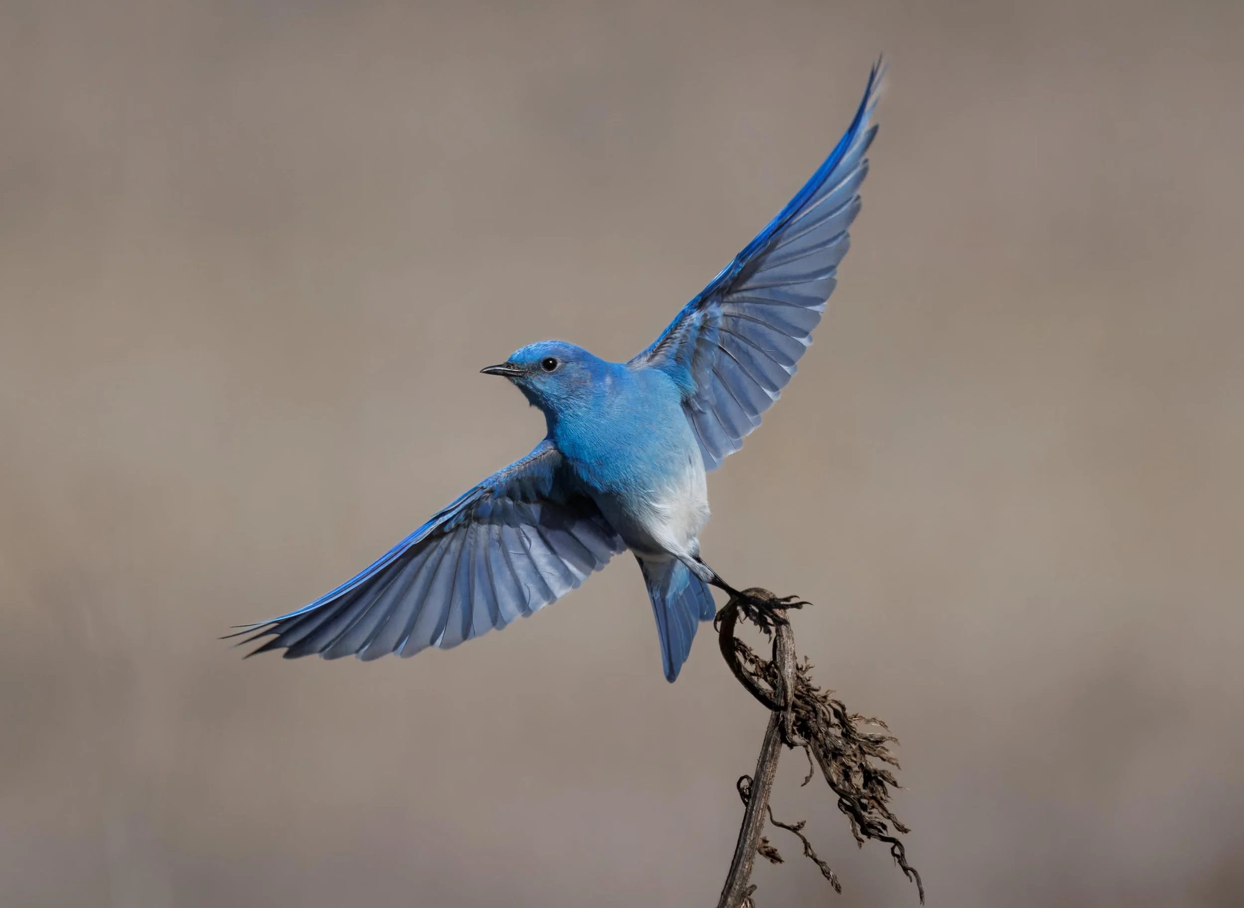 Mountain Bluebird by Desiree Hildenbrand