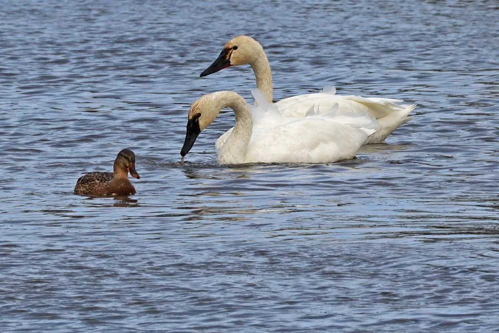 1 Tundra Swans_1_1.jpg