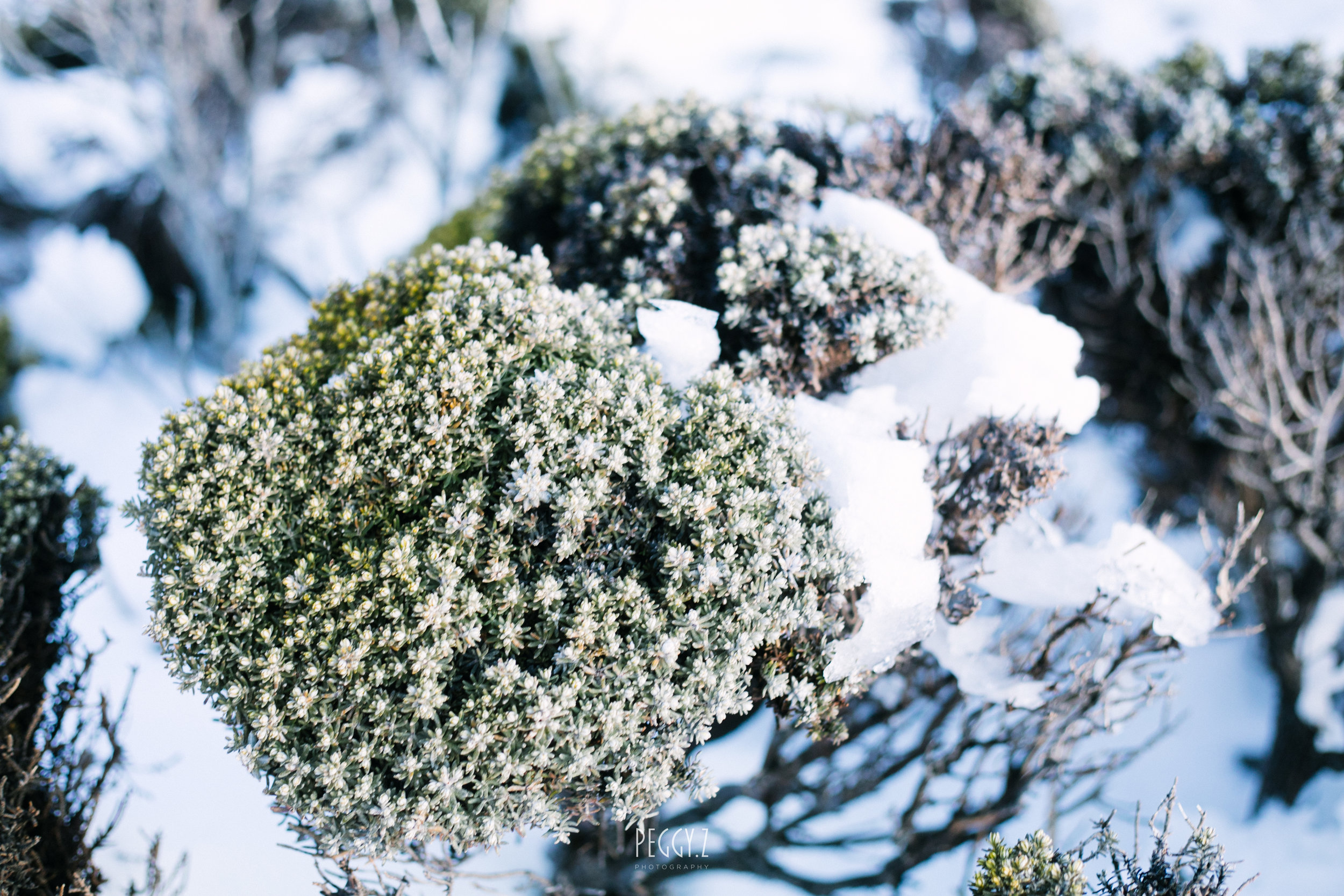Mt wellington-16.jpg