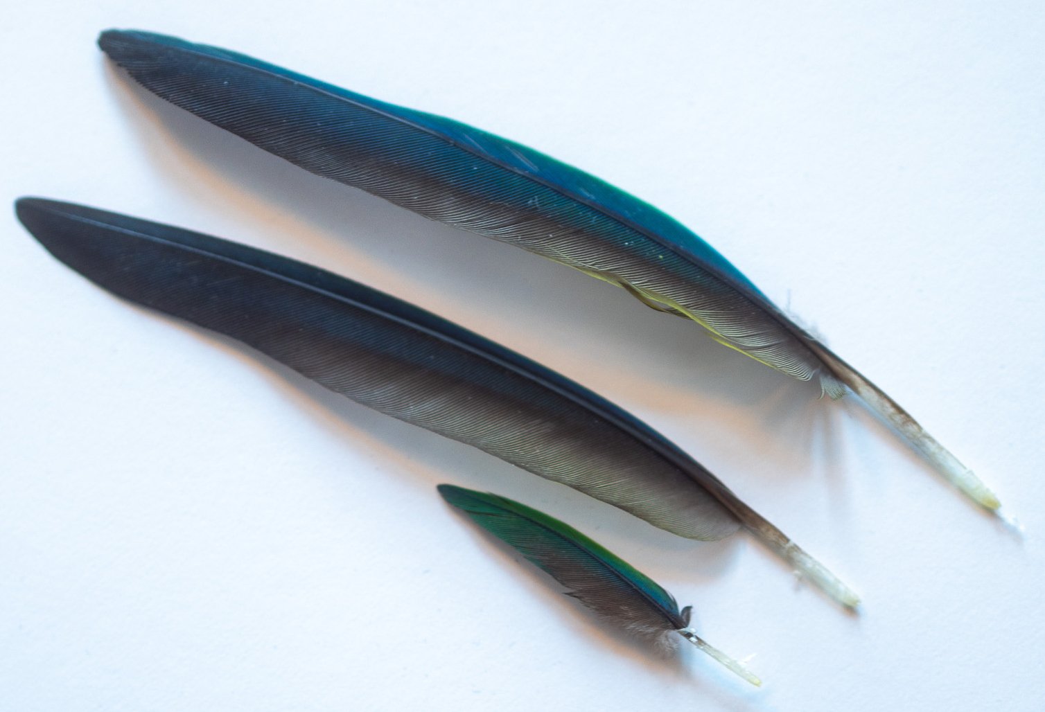 Flight Feathers