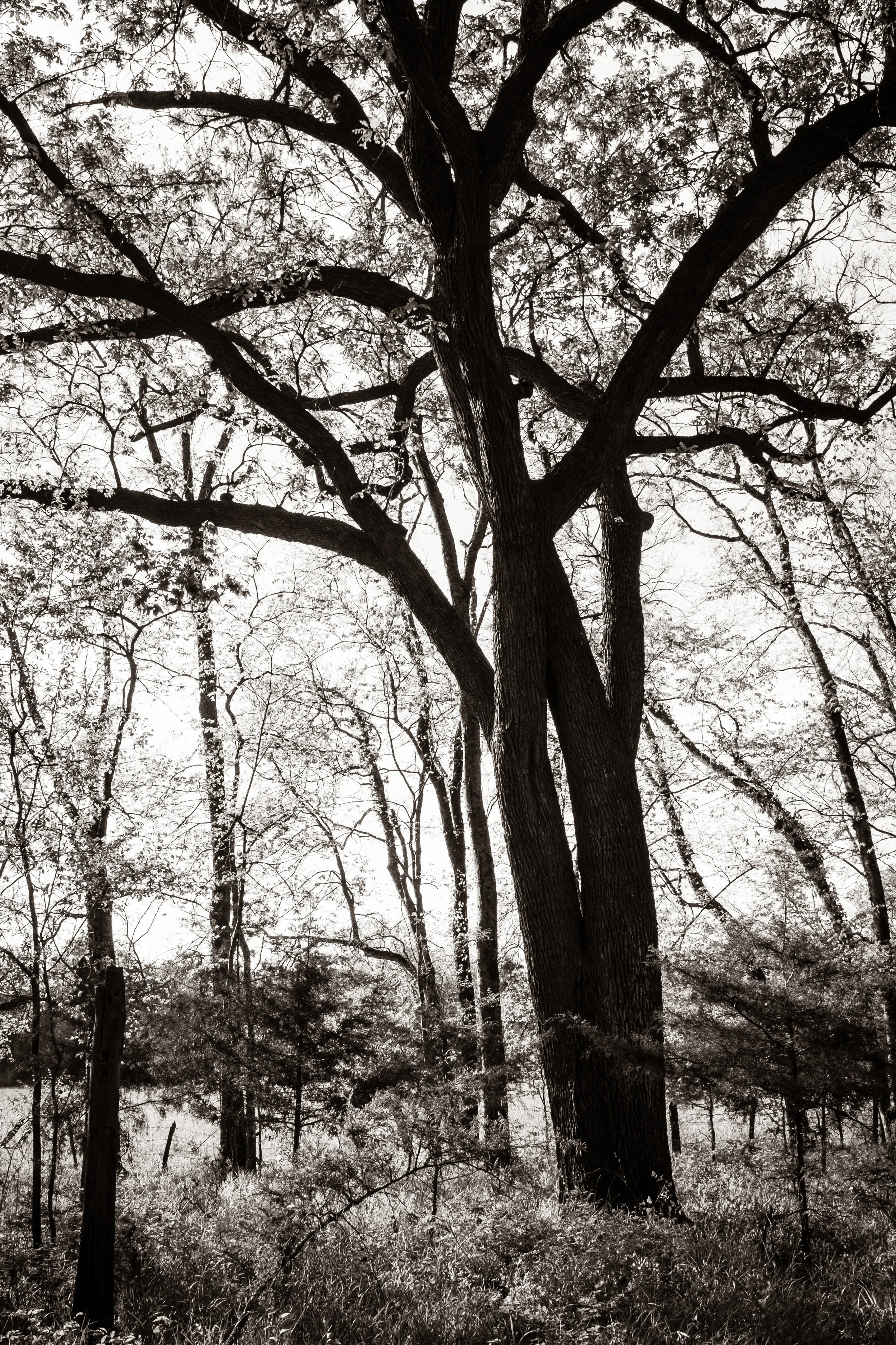 Growing Up on Bois D'Arc