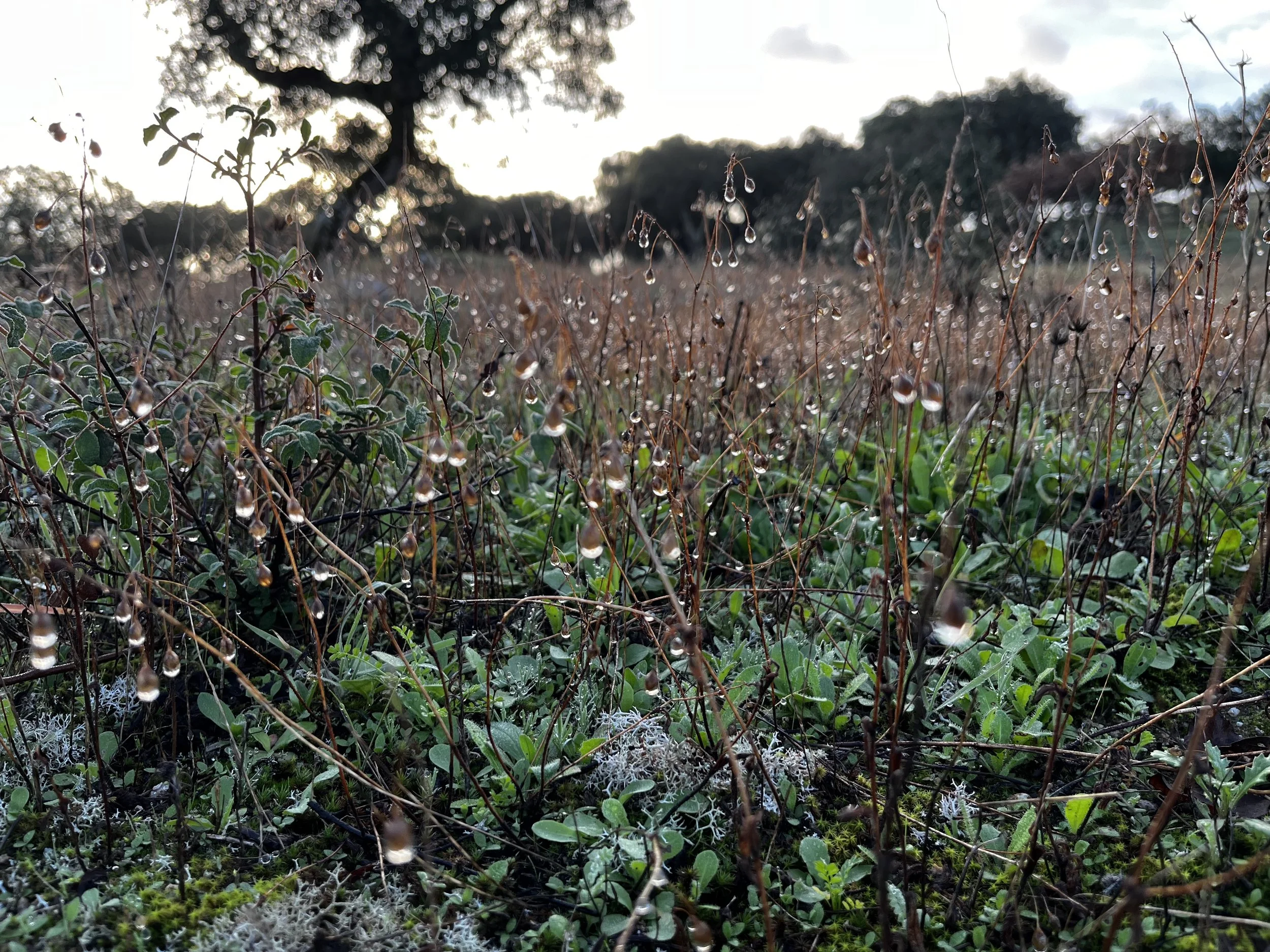 morning dew droplets of water on meadow