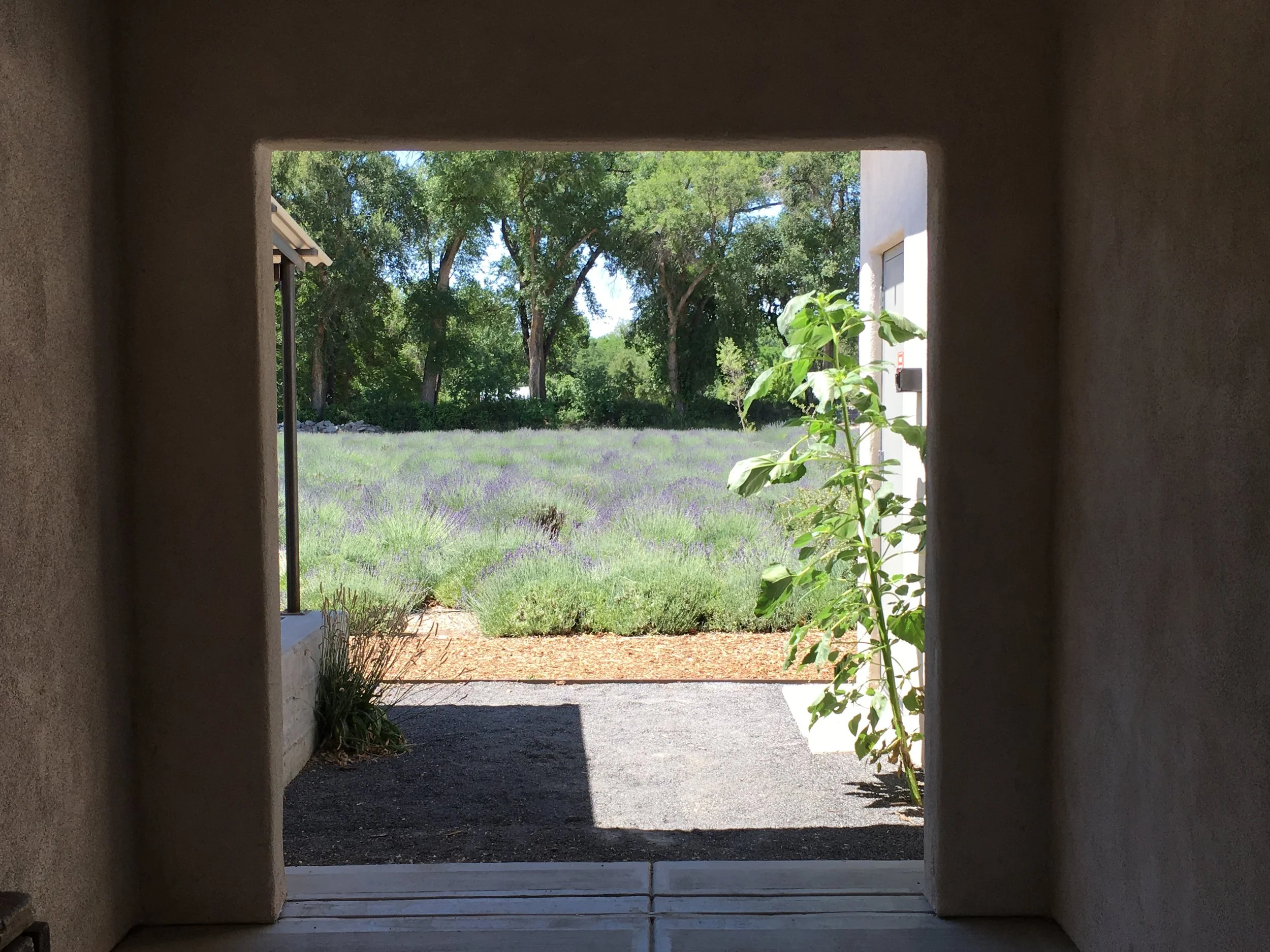 Lavender field with forest in the distance