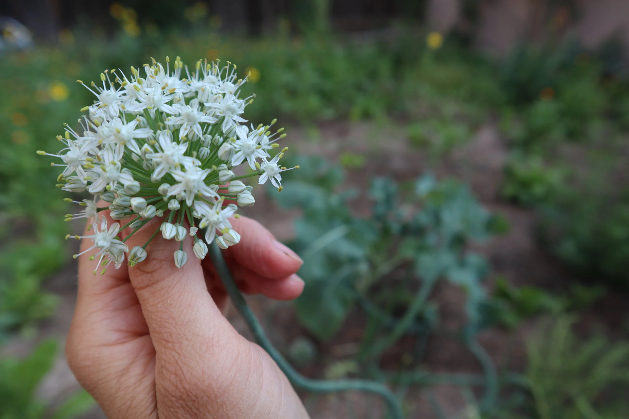 Introduce gardening into your daily routine