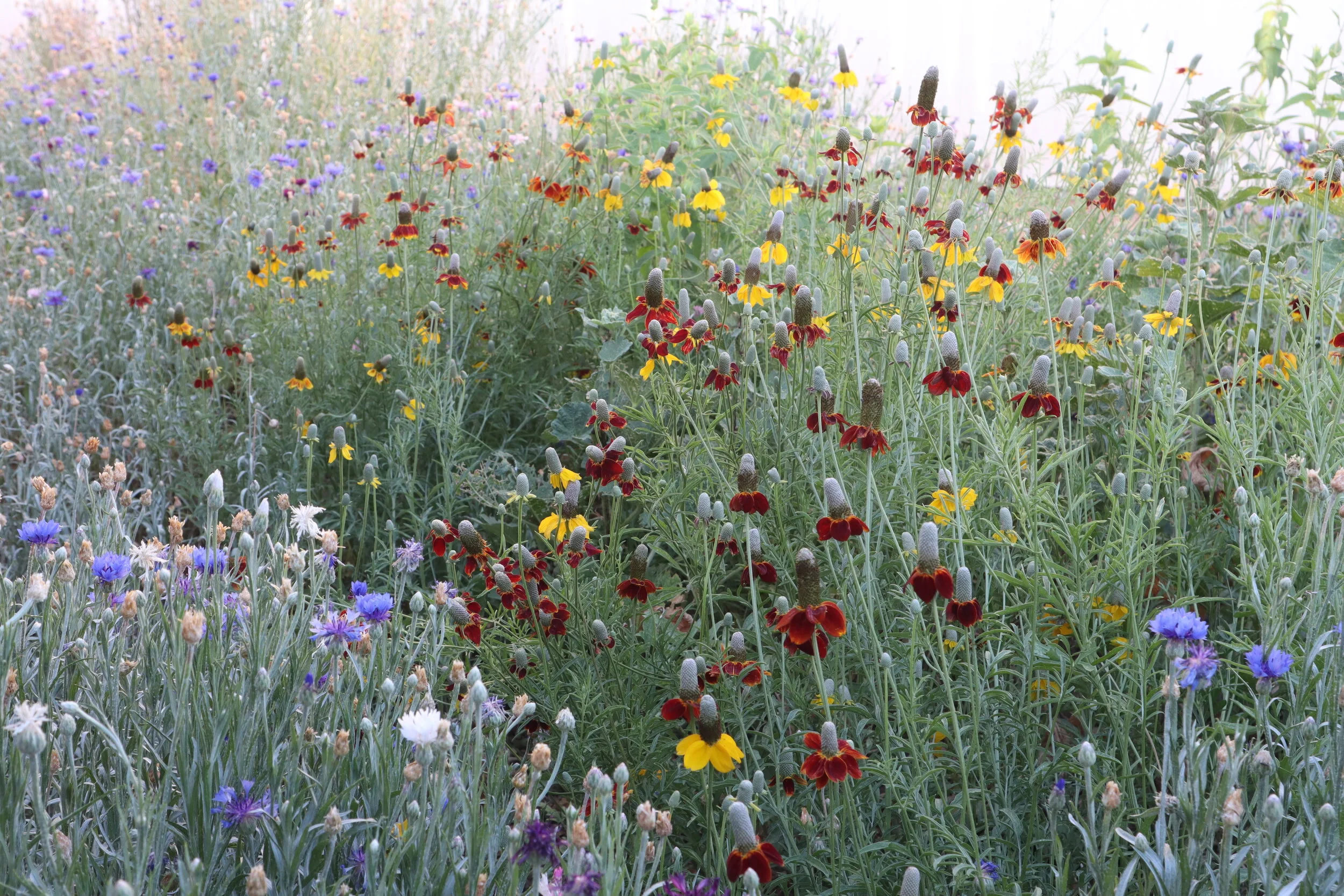 wildflower meadow with bachelor buttons and mexican top hats