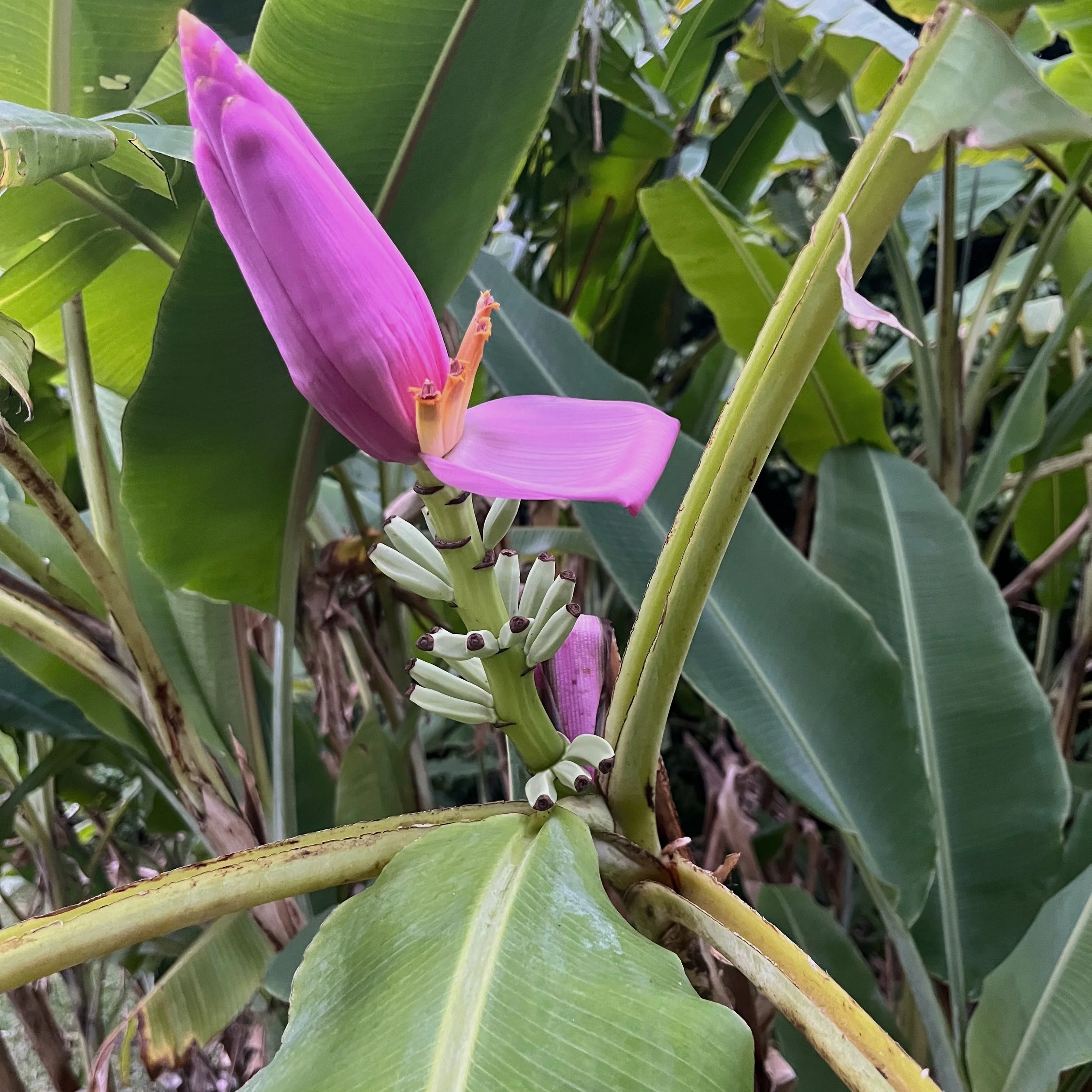 Surrounded by Water with Alicia Kennedy