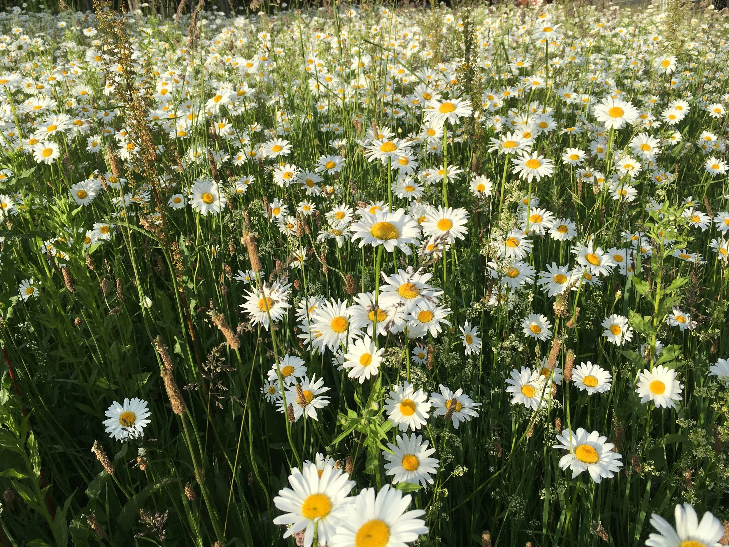 field of wild white asters