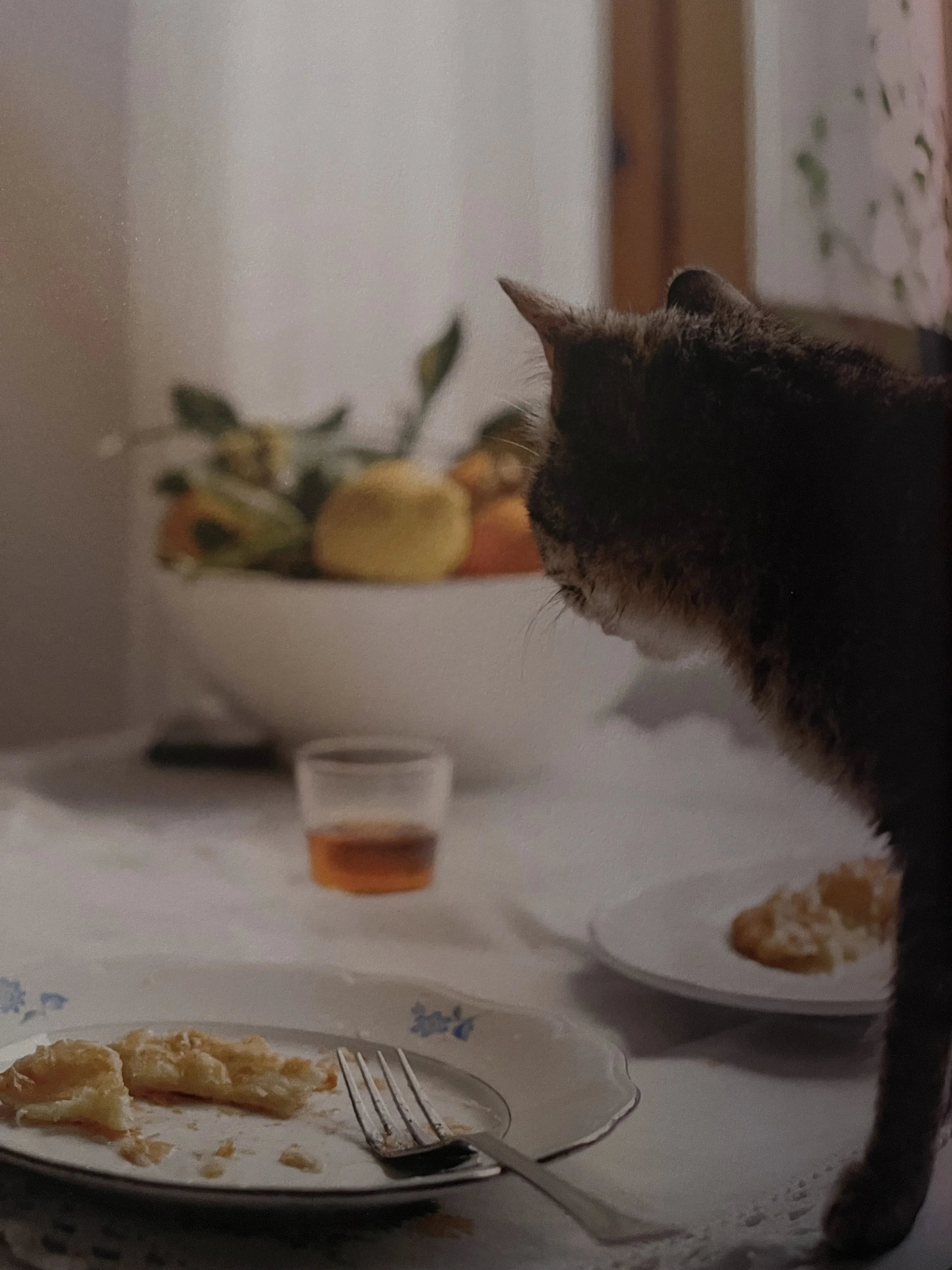 cat eyeing a piece of half eated pie
