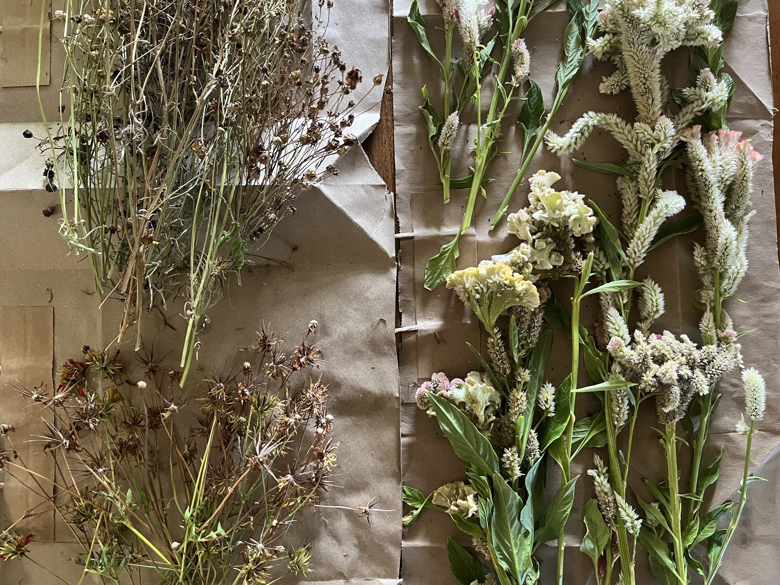 dried flowers on a table for seed collection