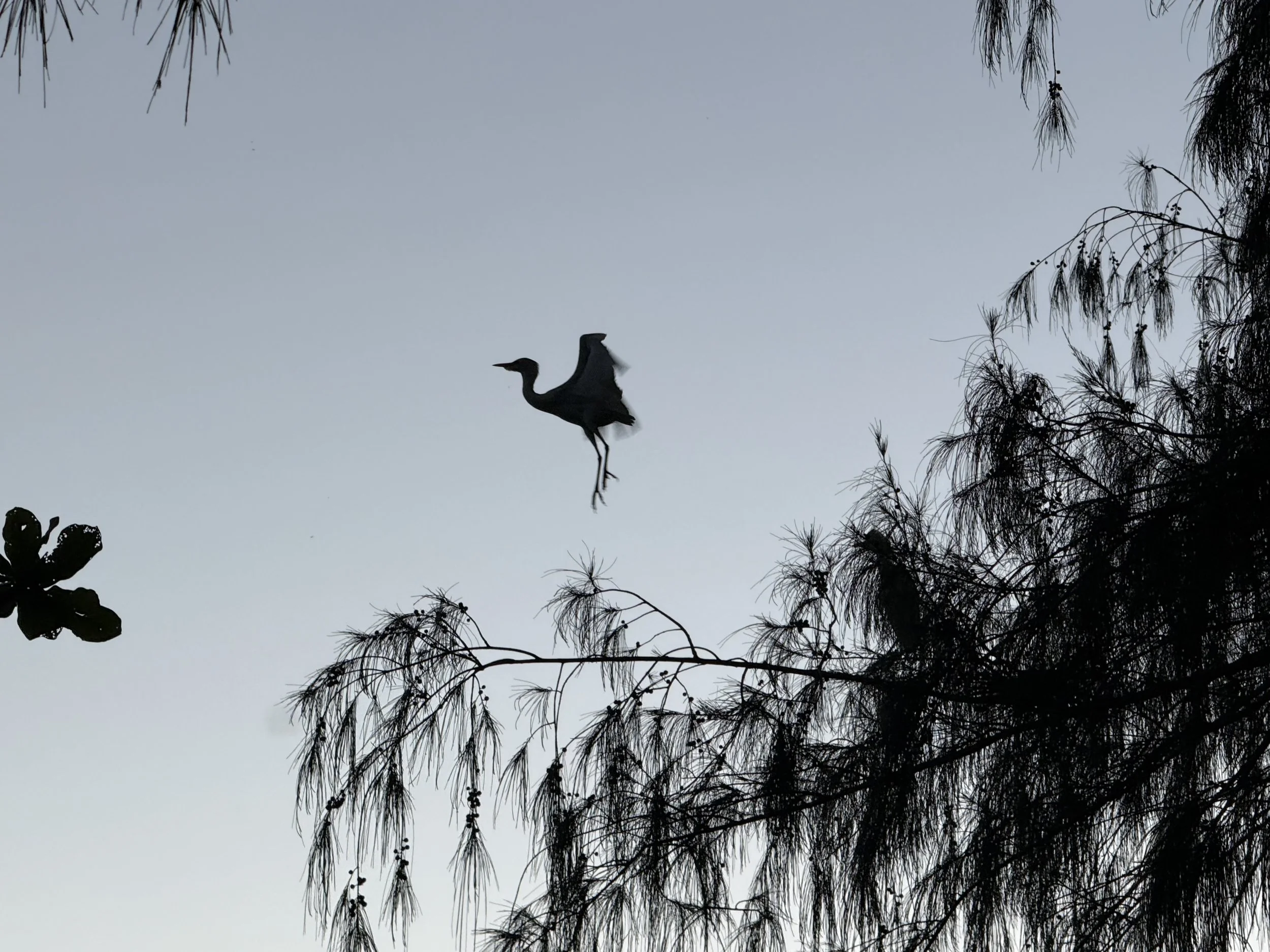 Large crane in flight