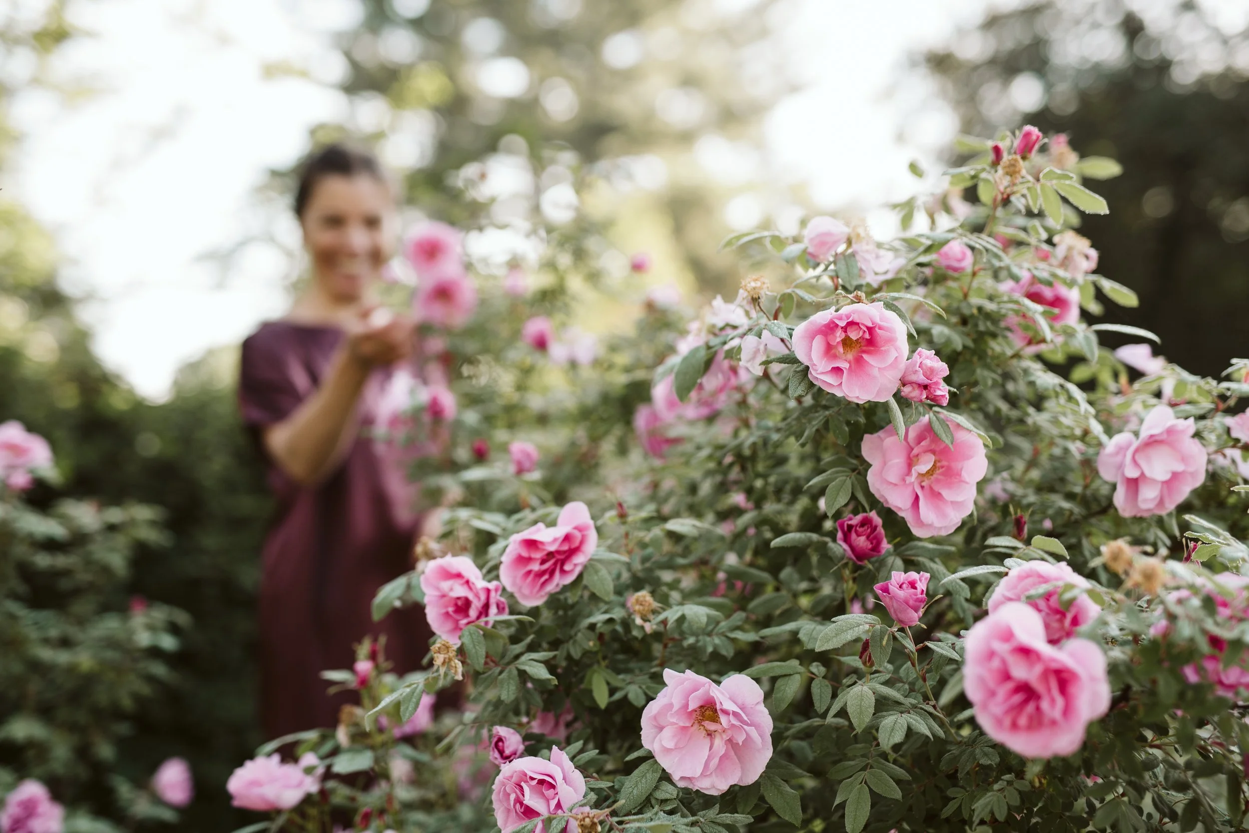 A woman in a purple dress is smiling and holding a pink flower in a garden filled with pink roses, with sunlight filtering through trees in the background.