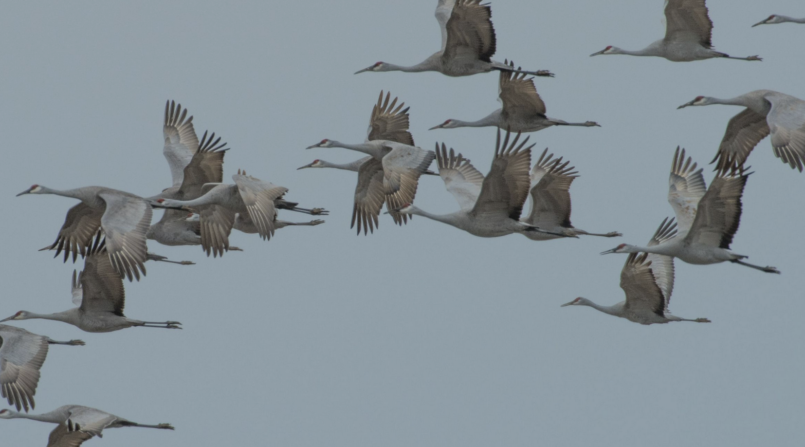 sandhill cranes in flight at dusk