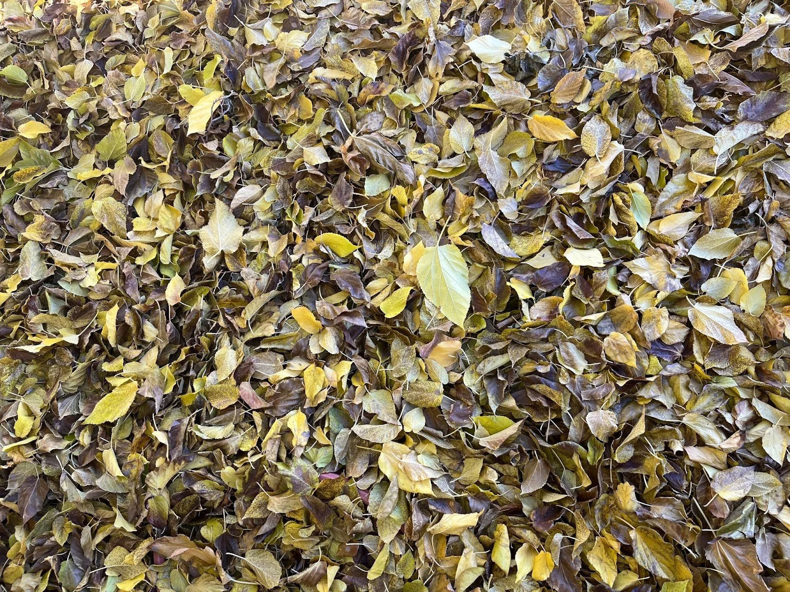 Dried leaves spread on the ground