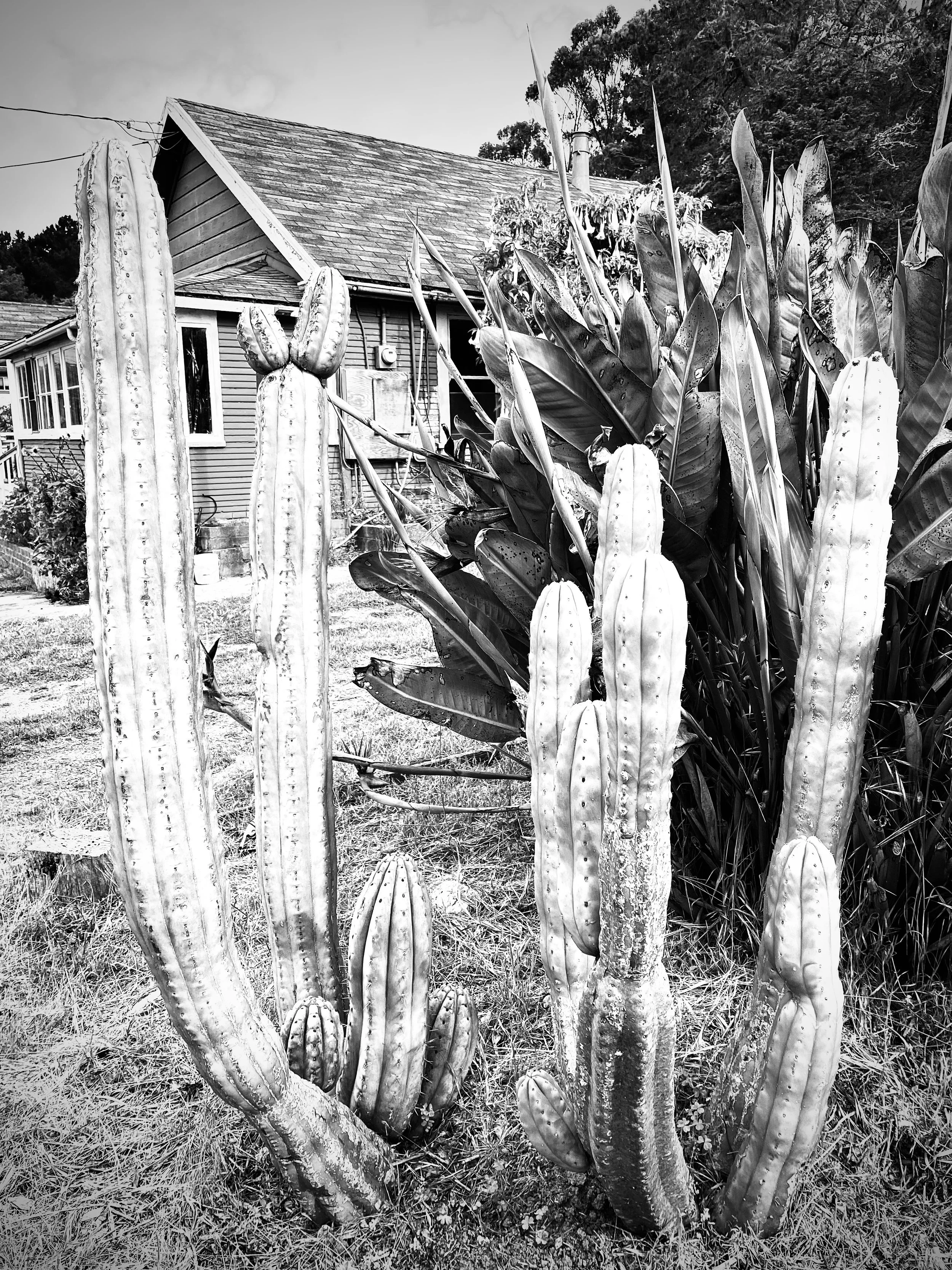 Large cactus plant in front of a small sea cottaage